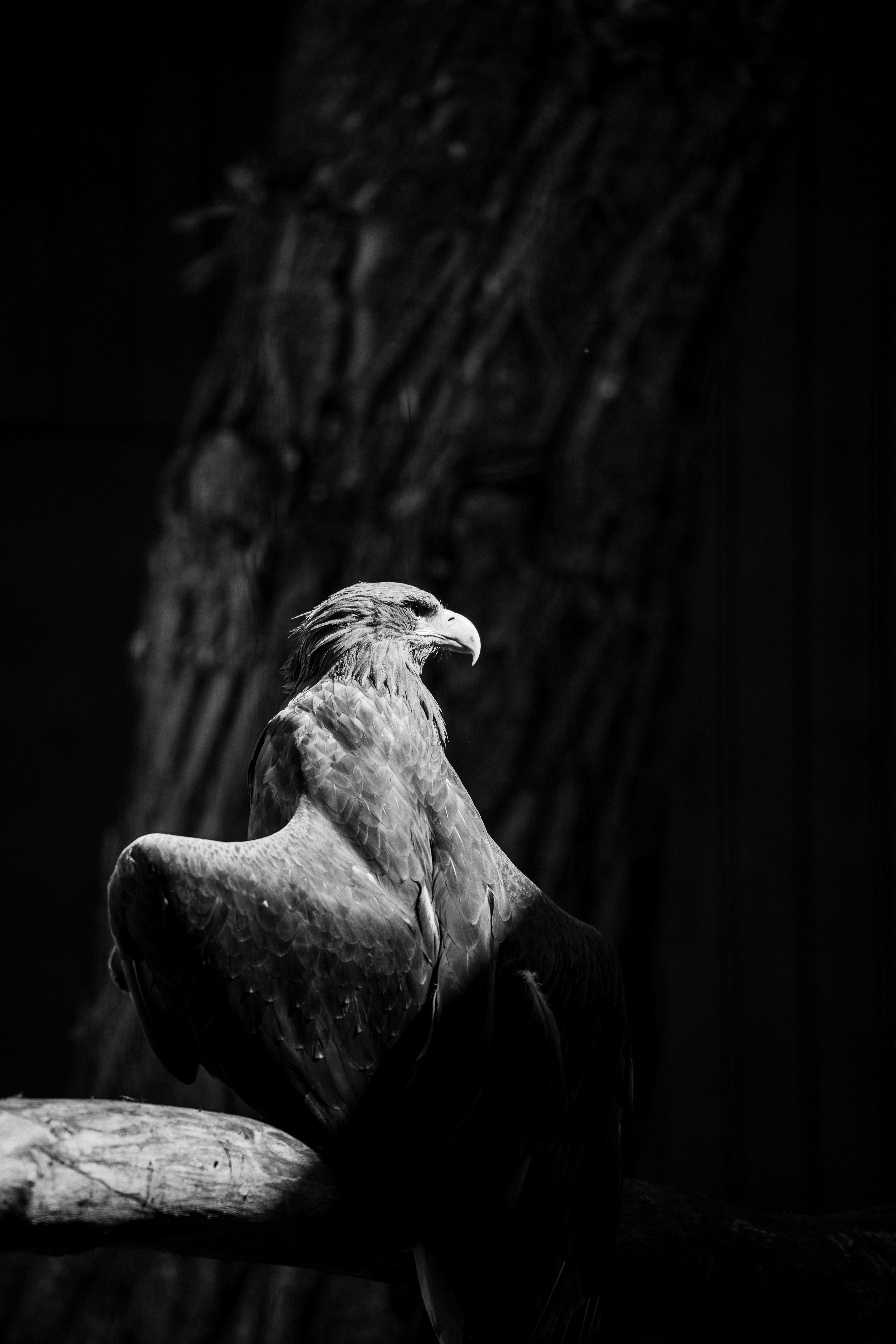 A black and white photo of a bird on a branch