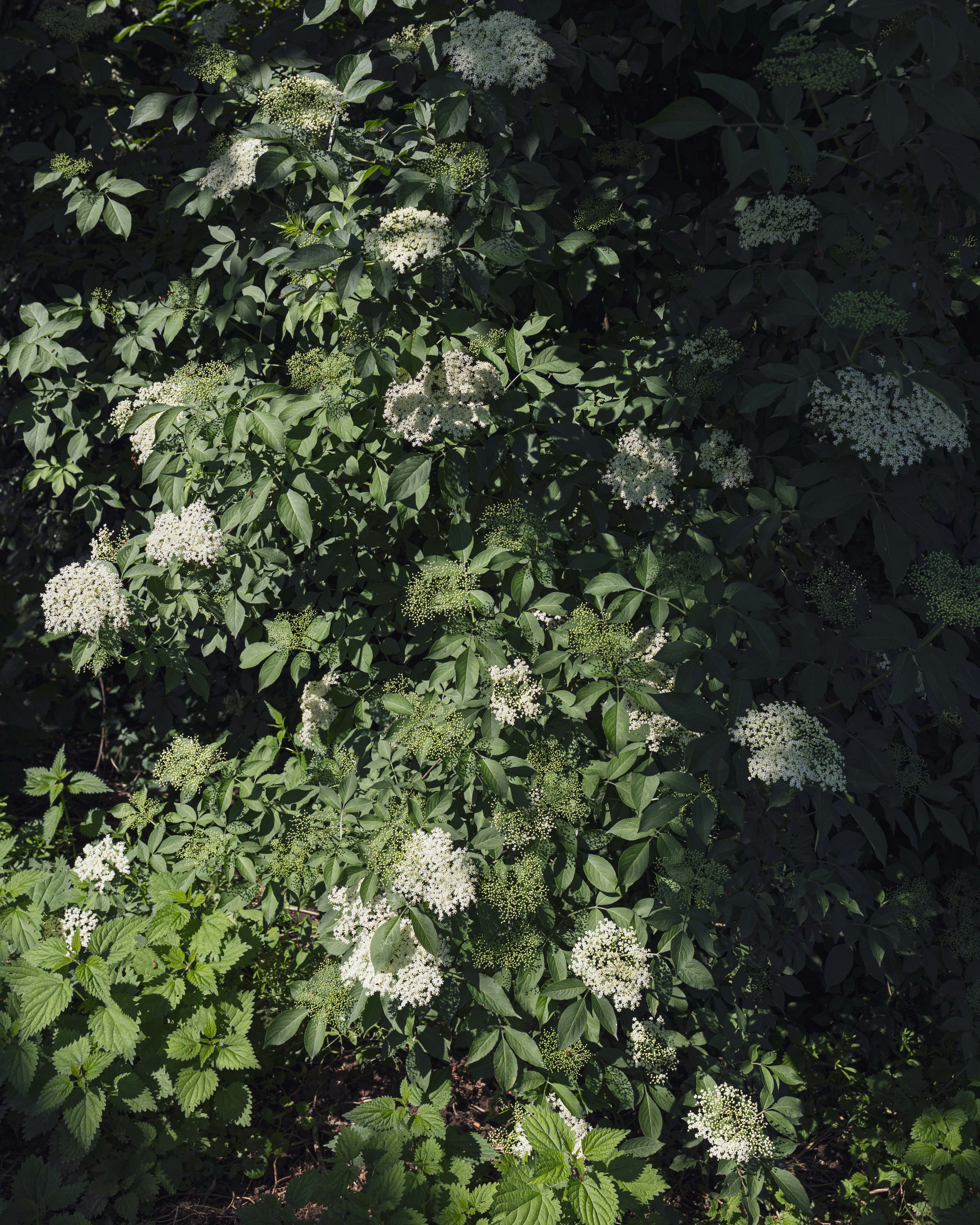 Photo by studiostephaniesarlos