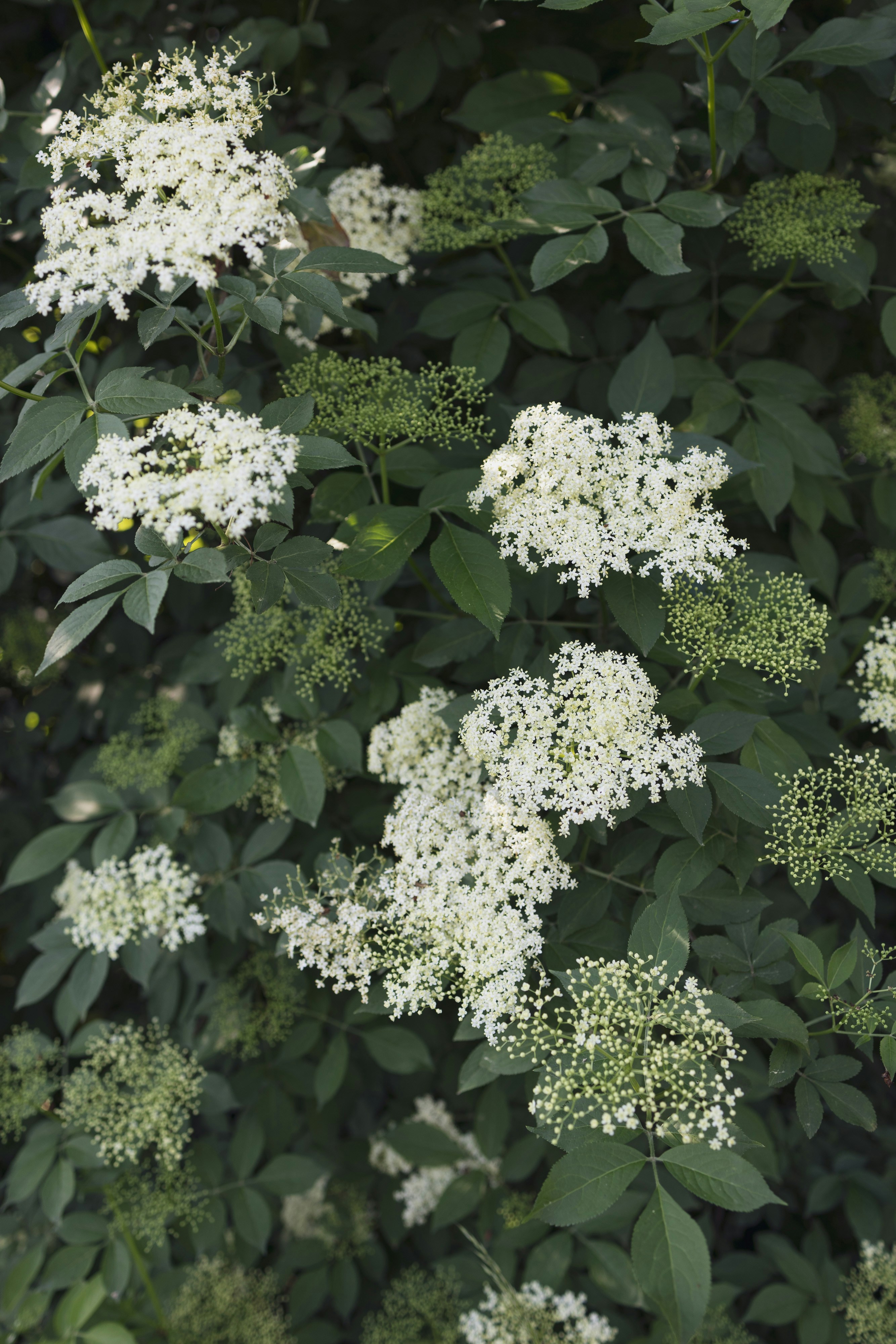 A bunch of white flowers that are on a bush