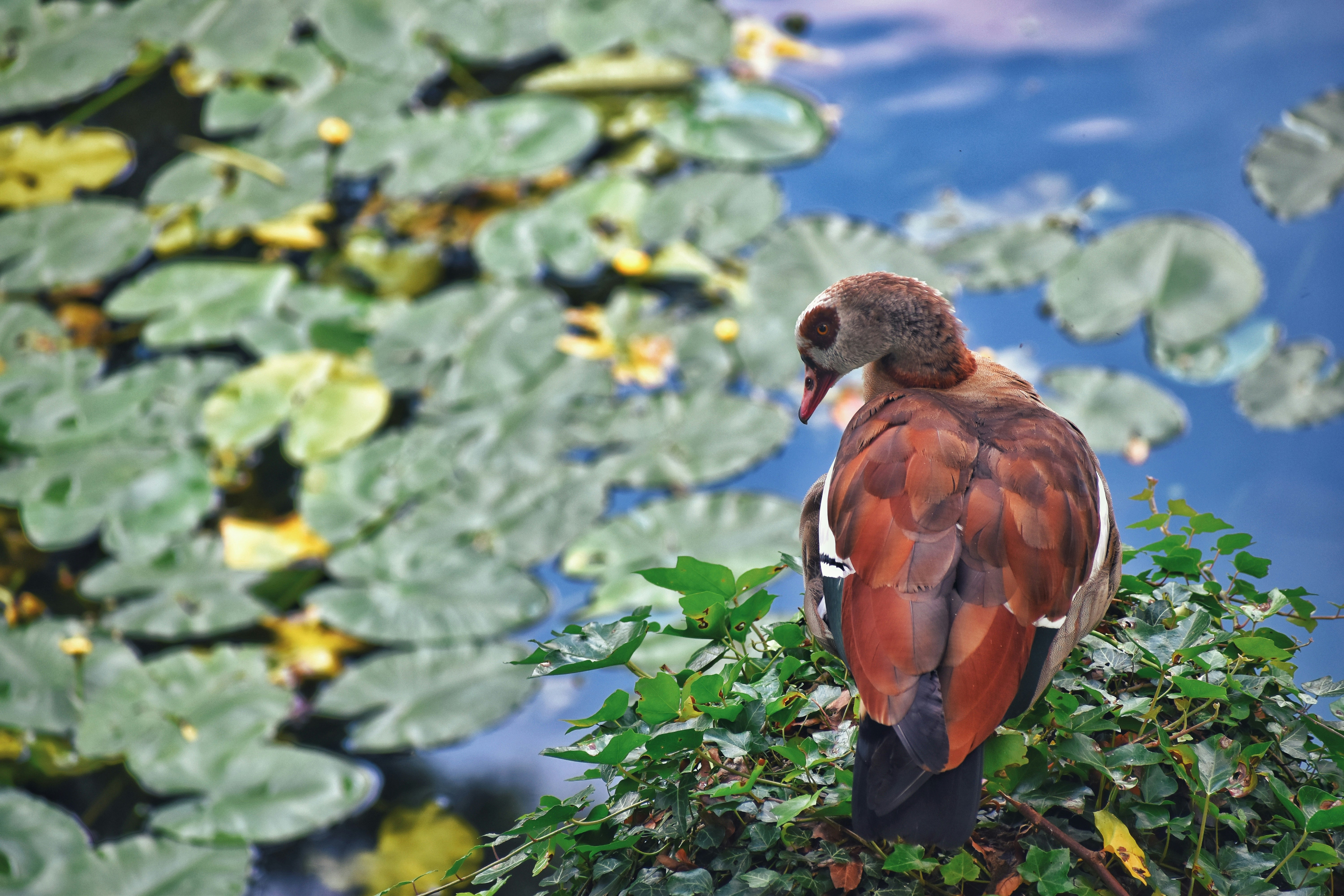 A bird sitting on top of a tree branch