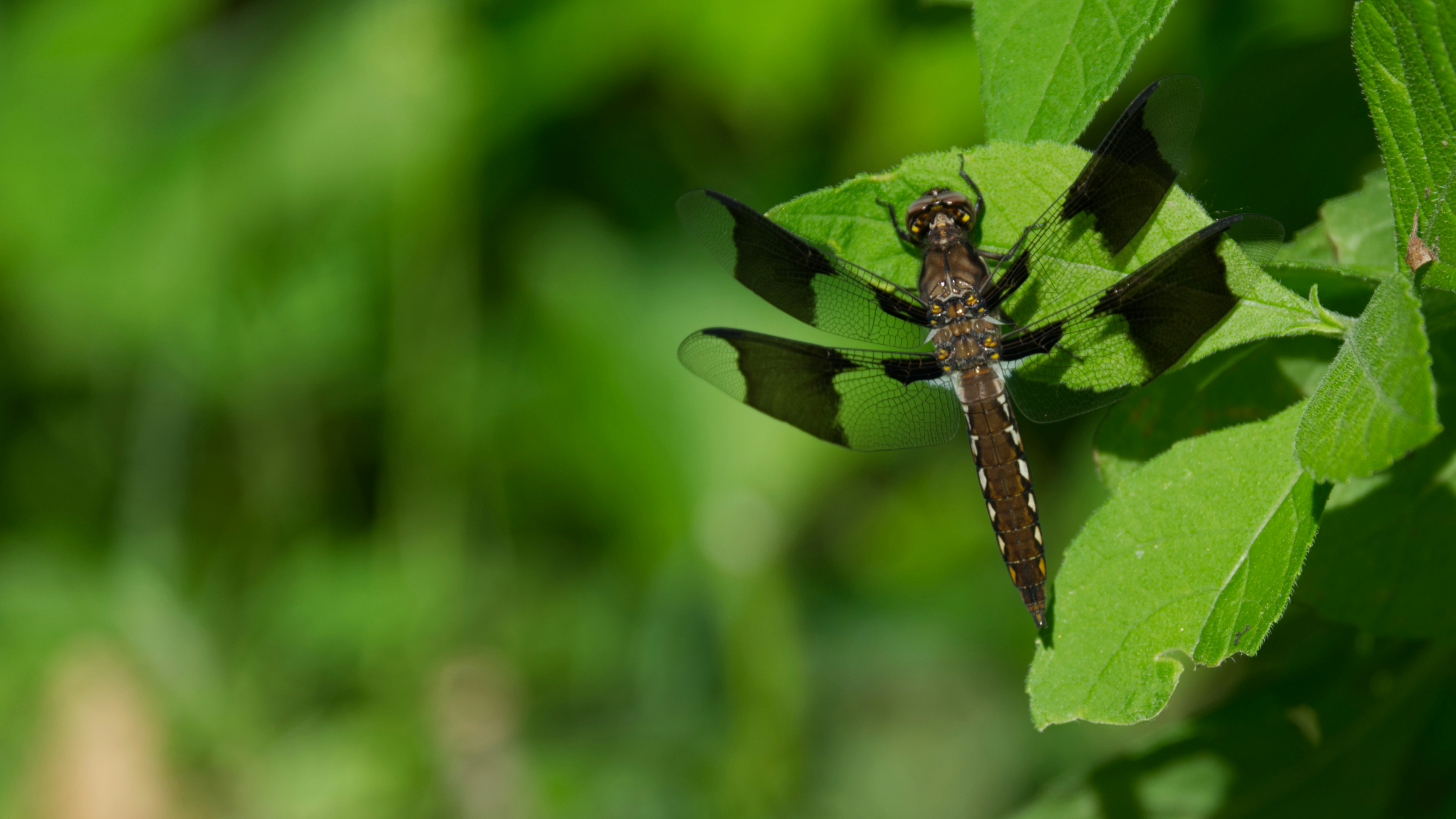 A brown and black insect sitting on top of a green leaf