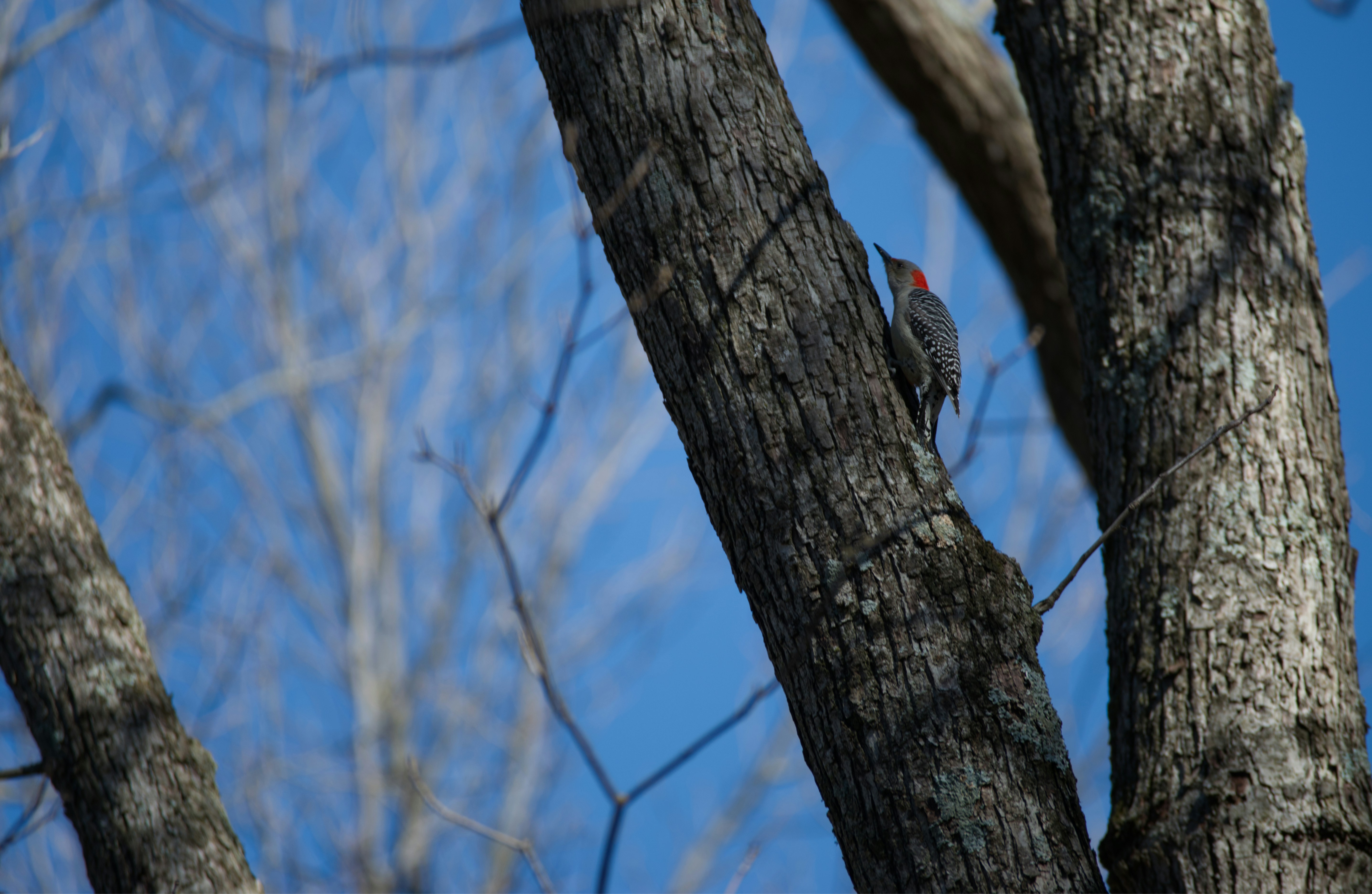 A bird perched on top of a tree branch