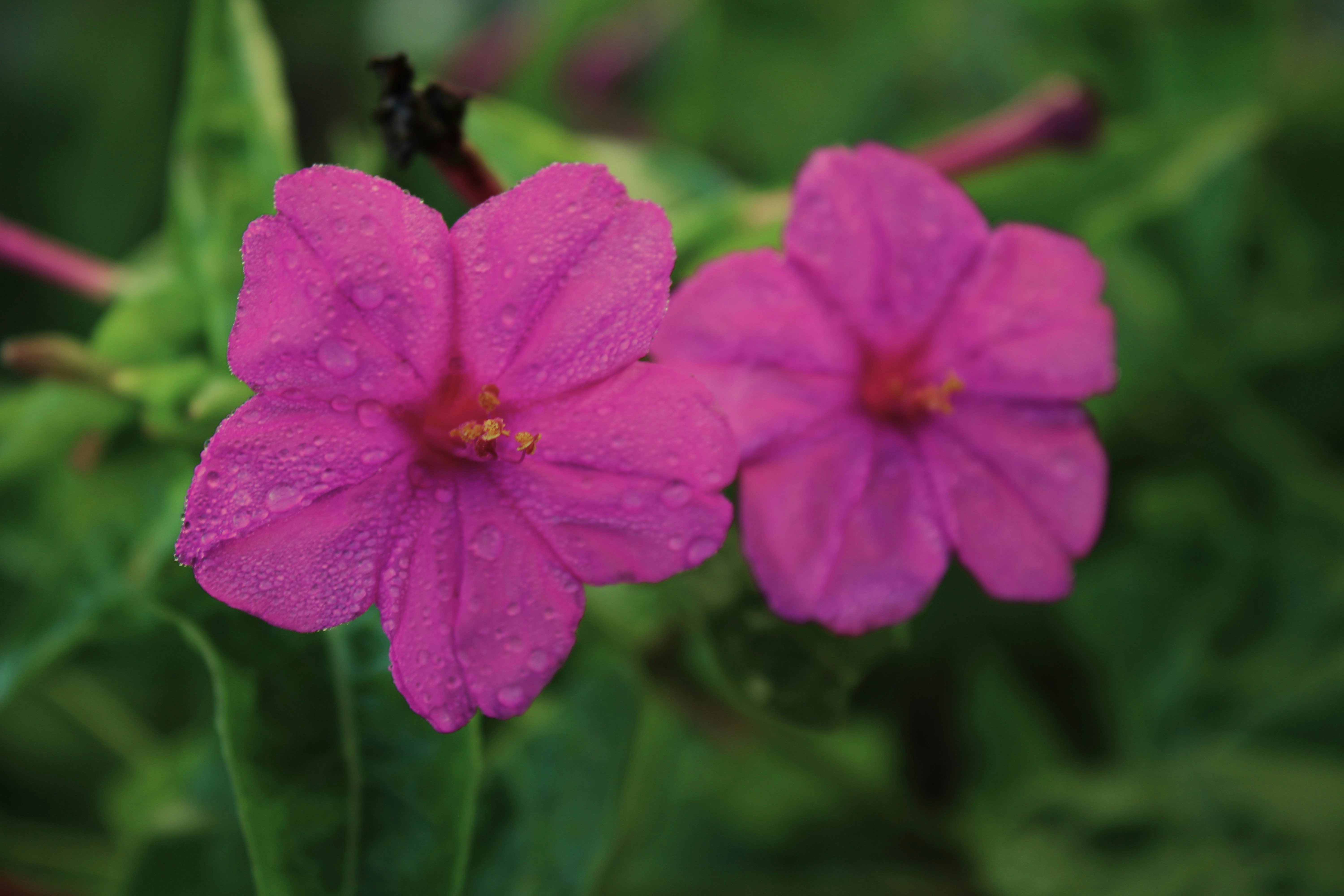 Photo by bellarussomanno