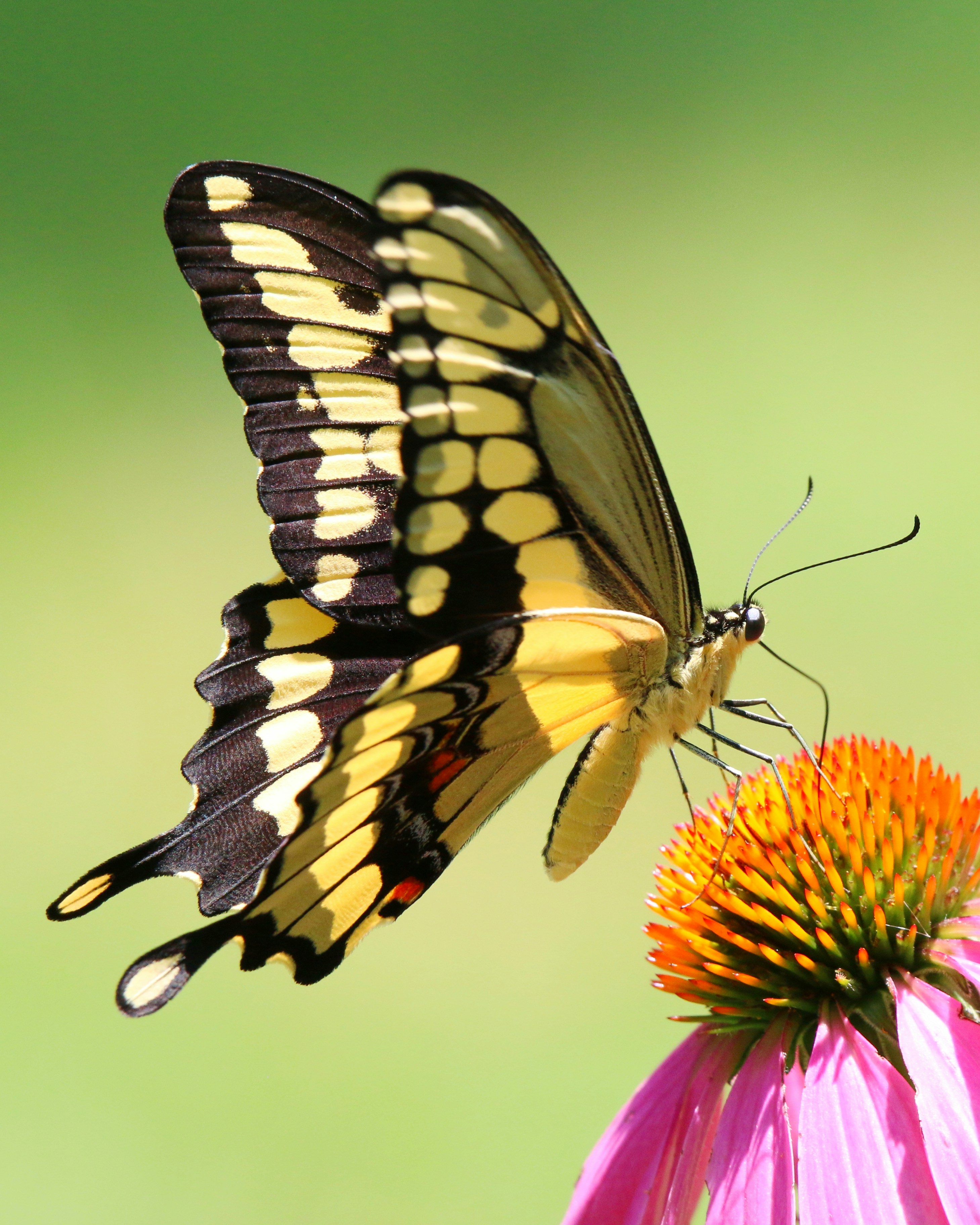 Photo by goldenplover31