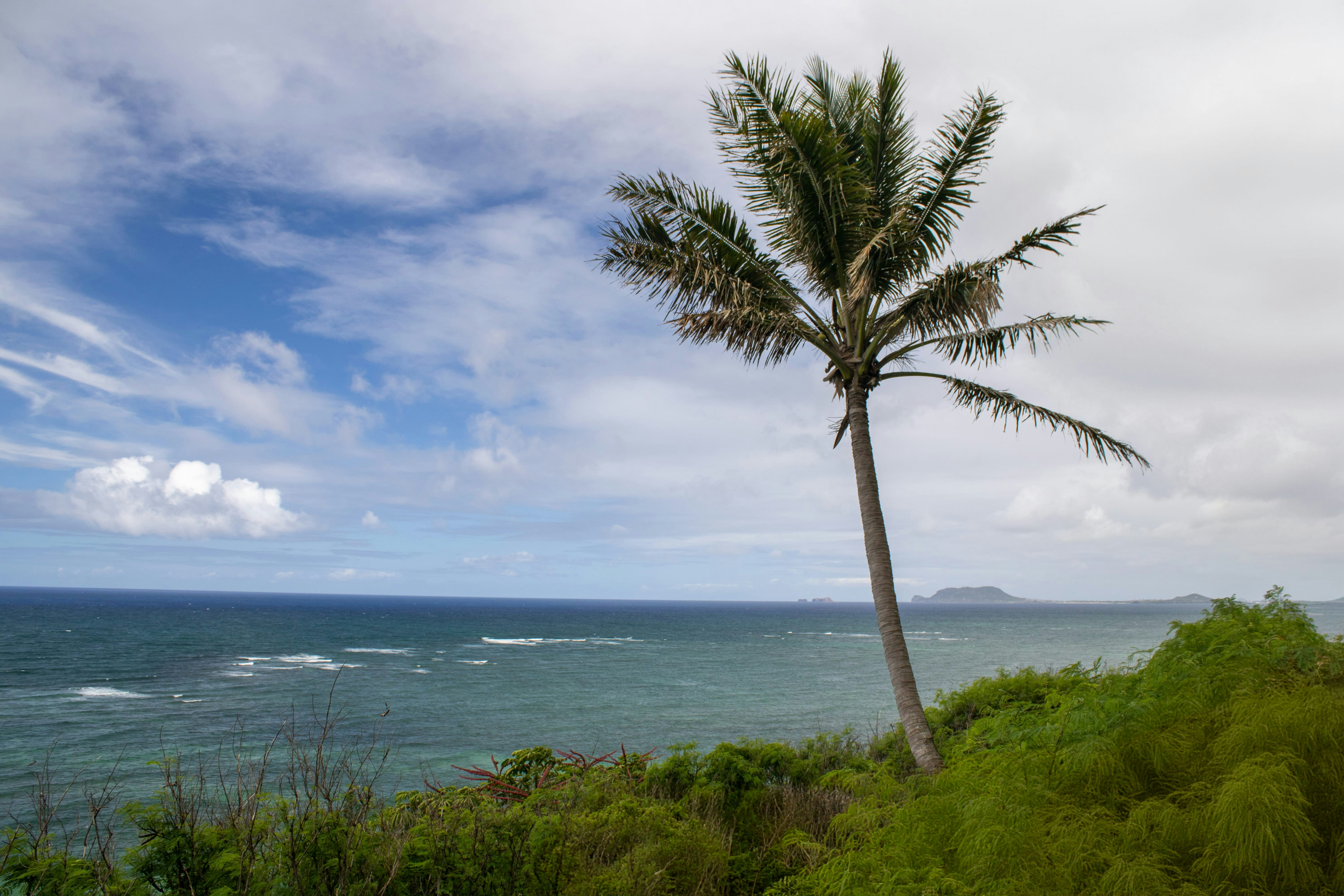 A palm tree on a hill overlooking the ocean
