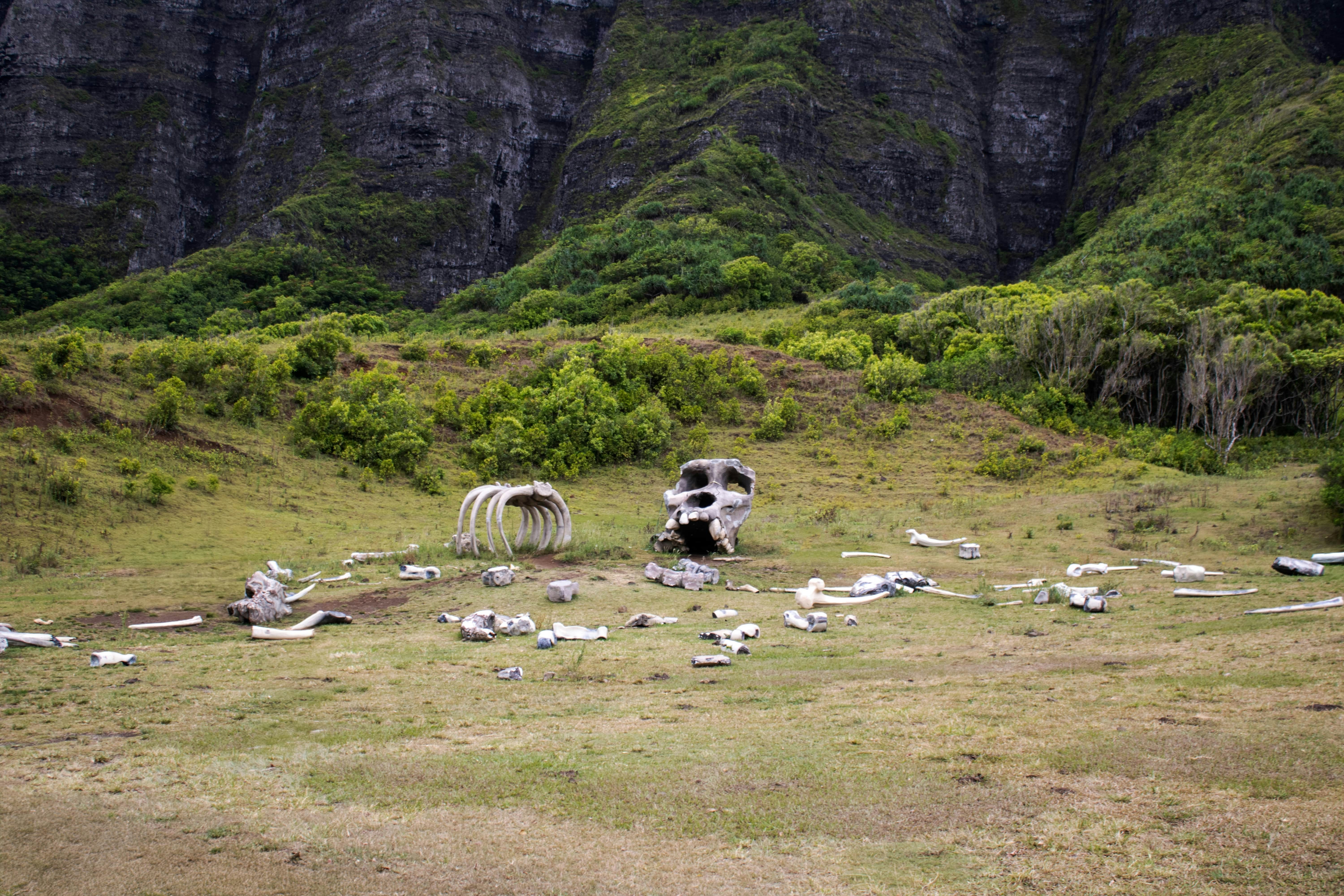 A couple of animals that are standing in the grass