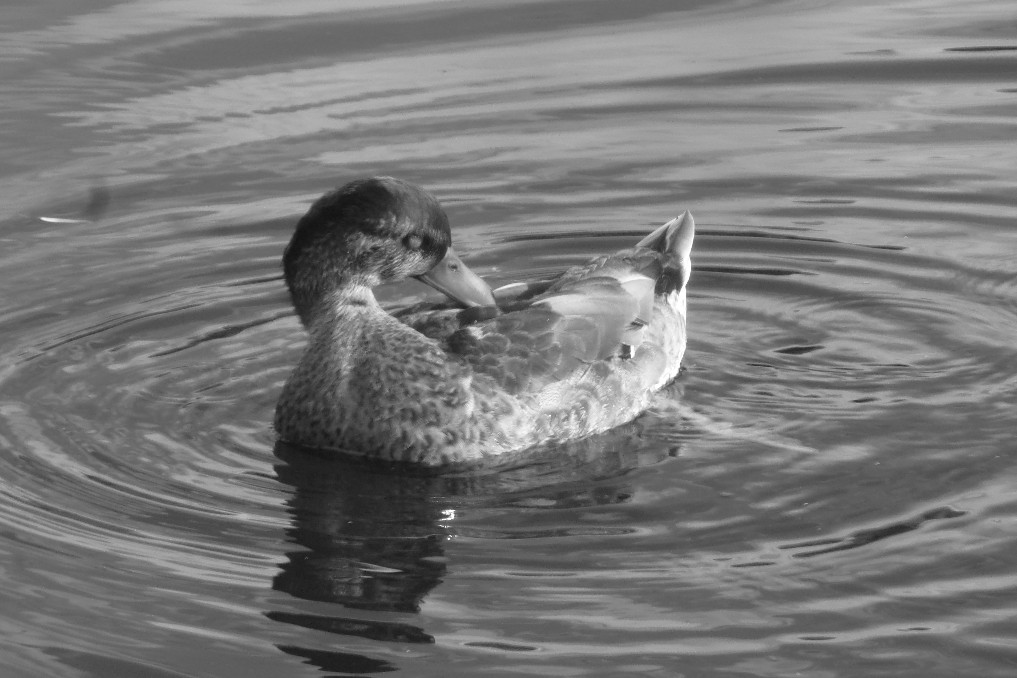 A black and white photo of a duck in the water