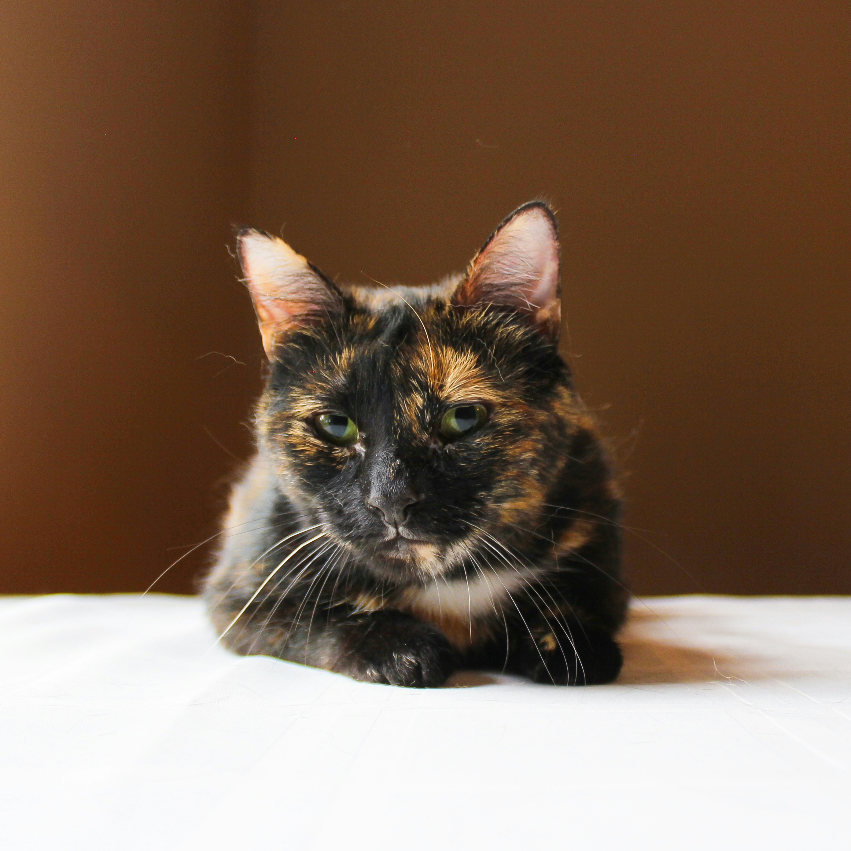 Photo by theluckyneko