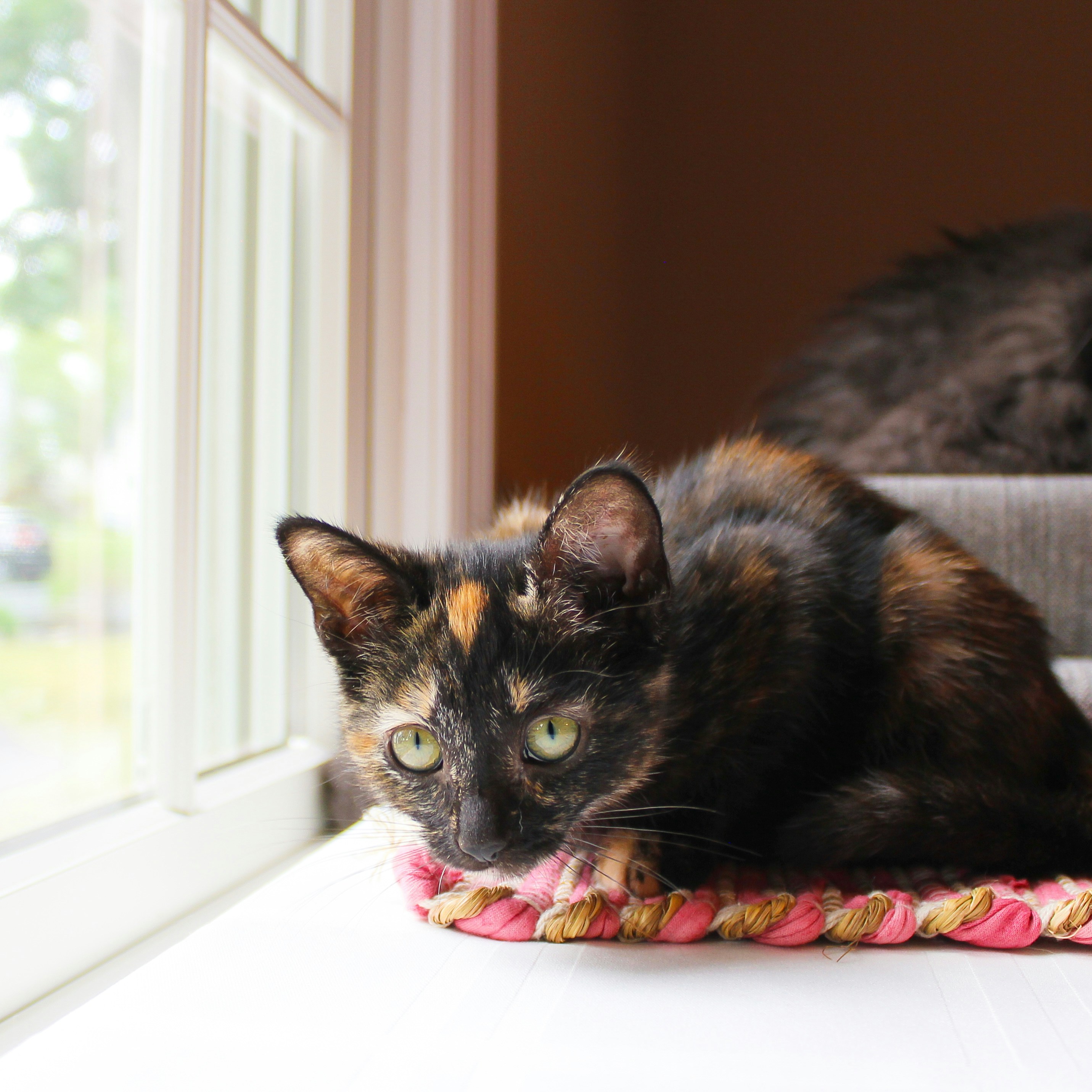 Photo by theluckyneko