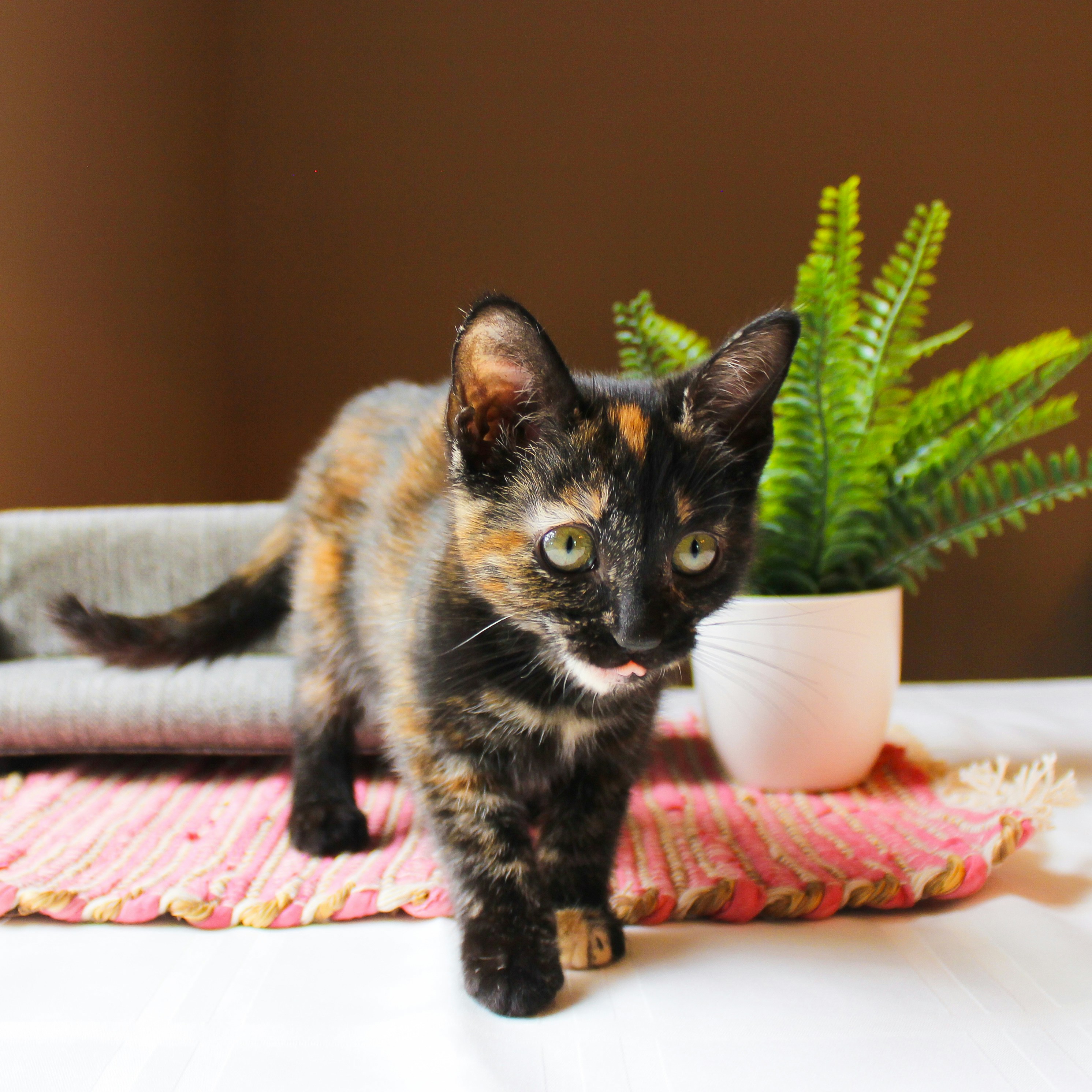 Photo by theluckyneko