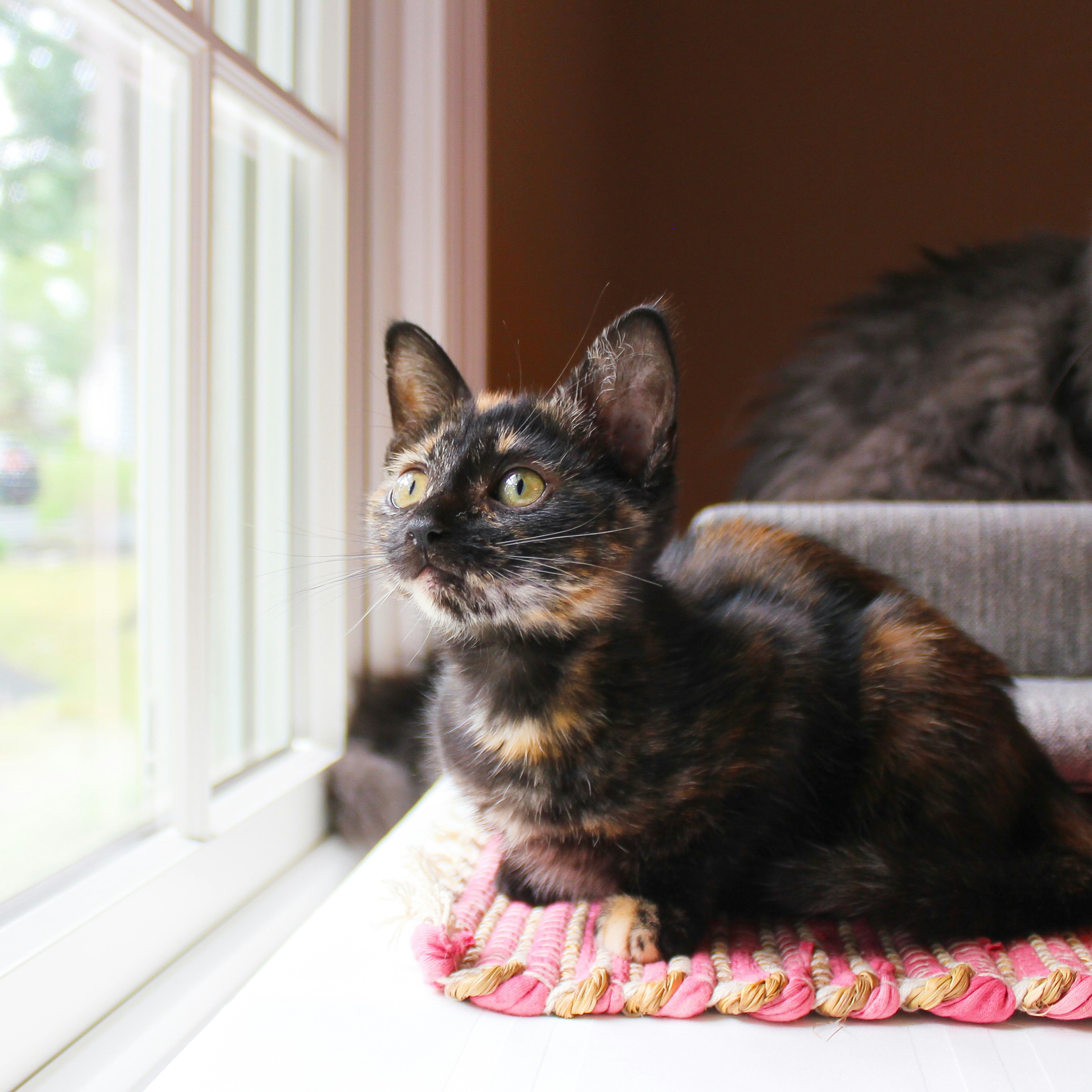 Photo by theluckyneko