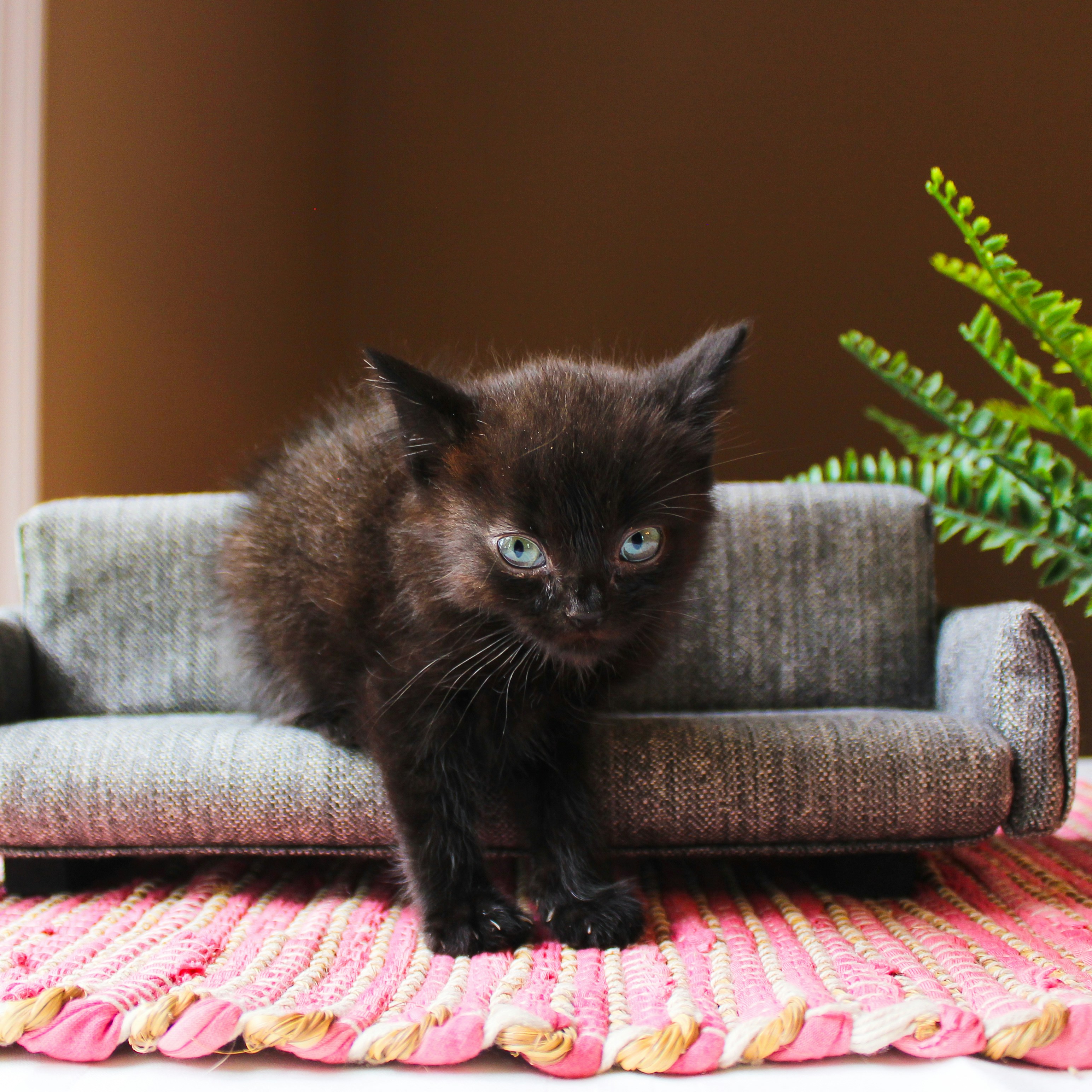 Photo by theluckyneko