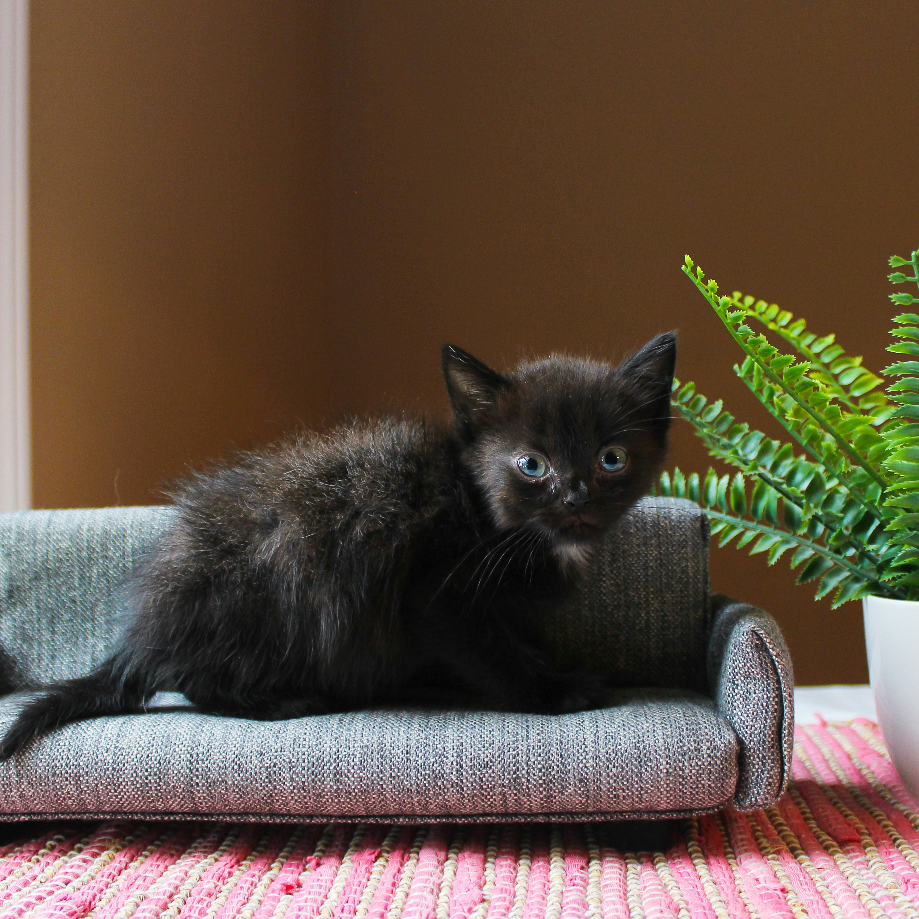 Photo by theluckyneko