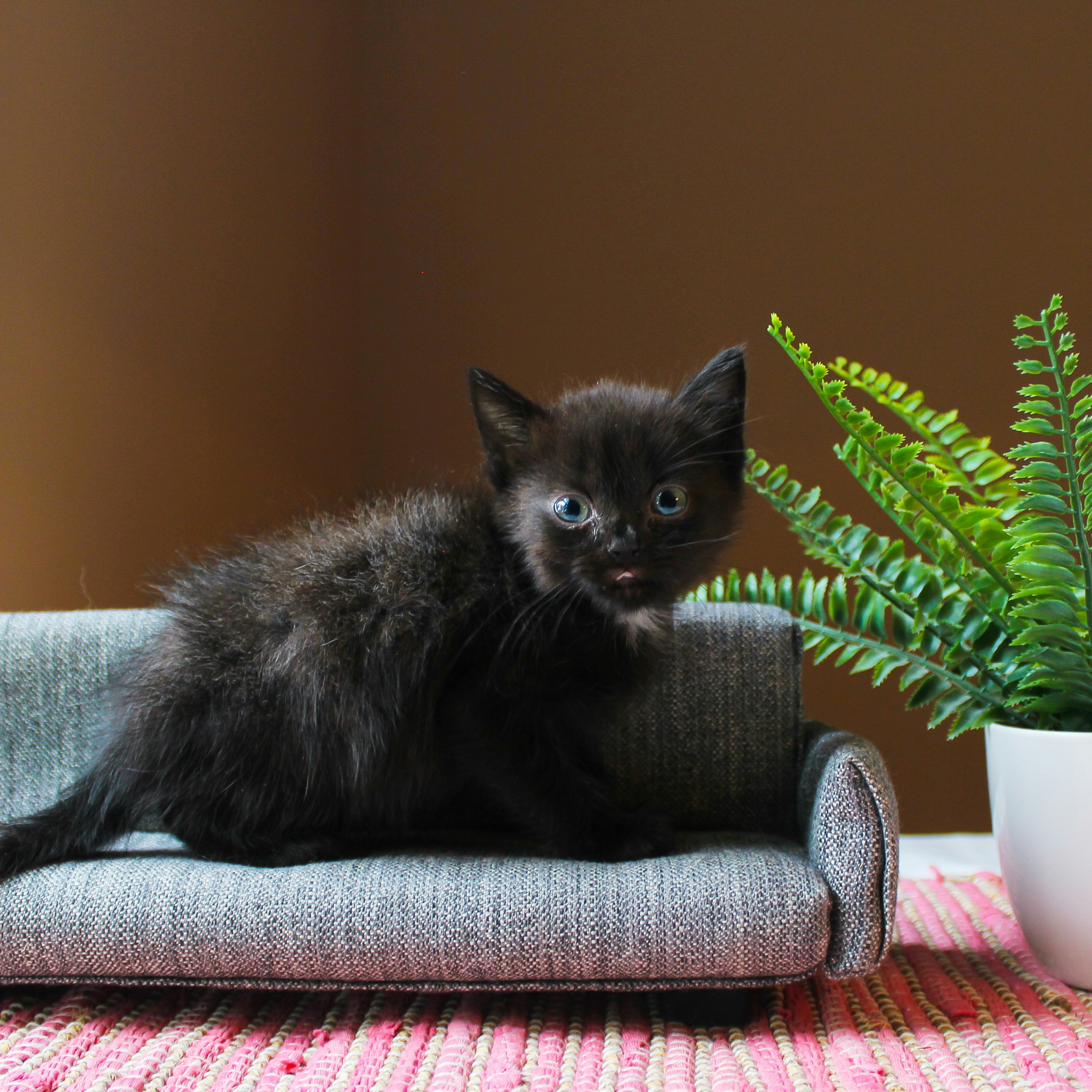 Photo by theluckyneko