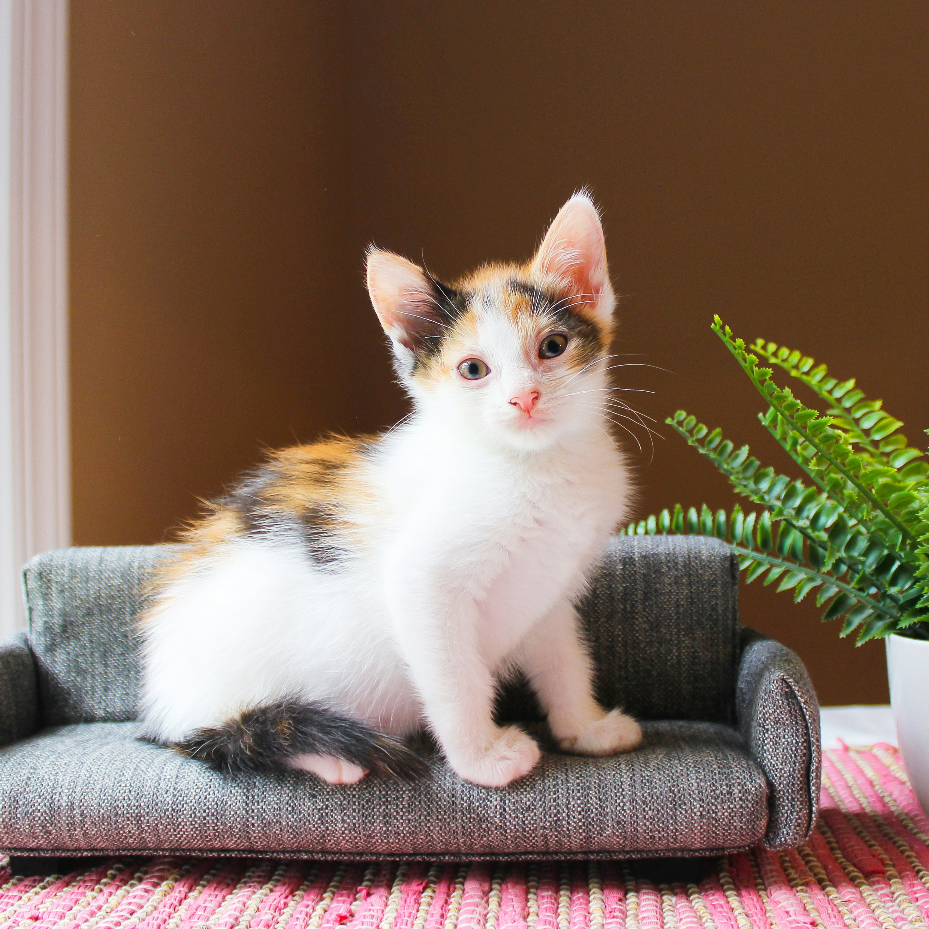 Photo by theluckyneko