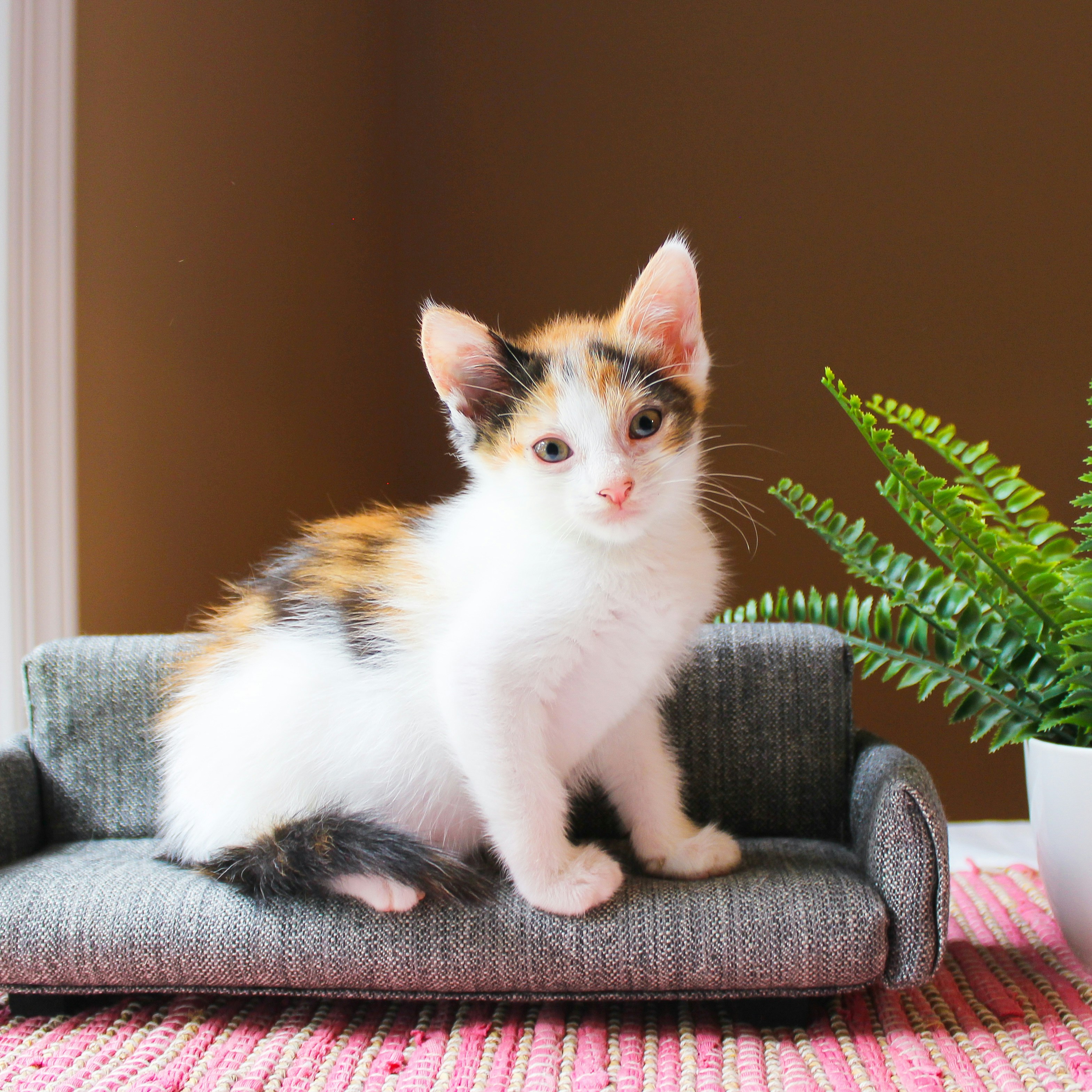 Photo by theluckyneko