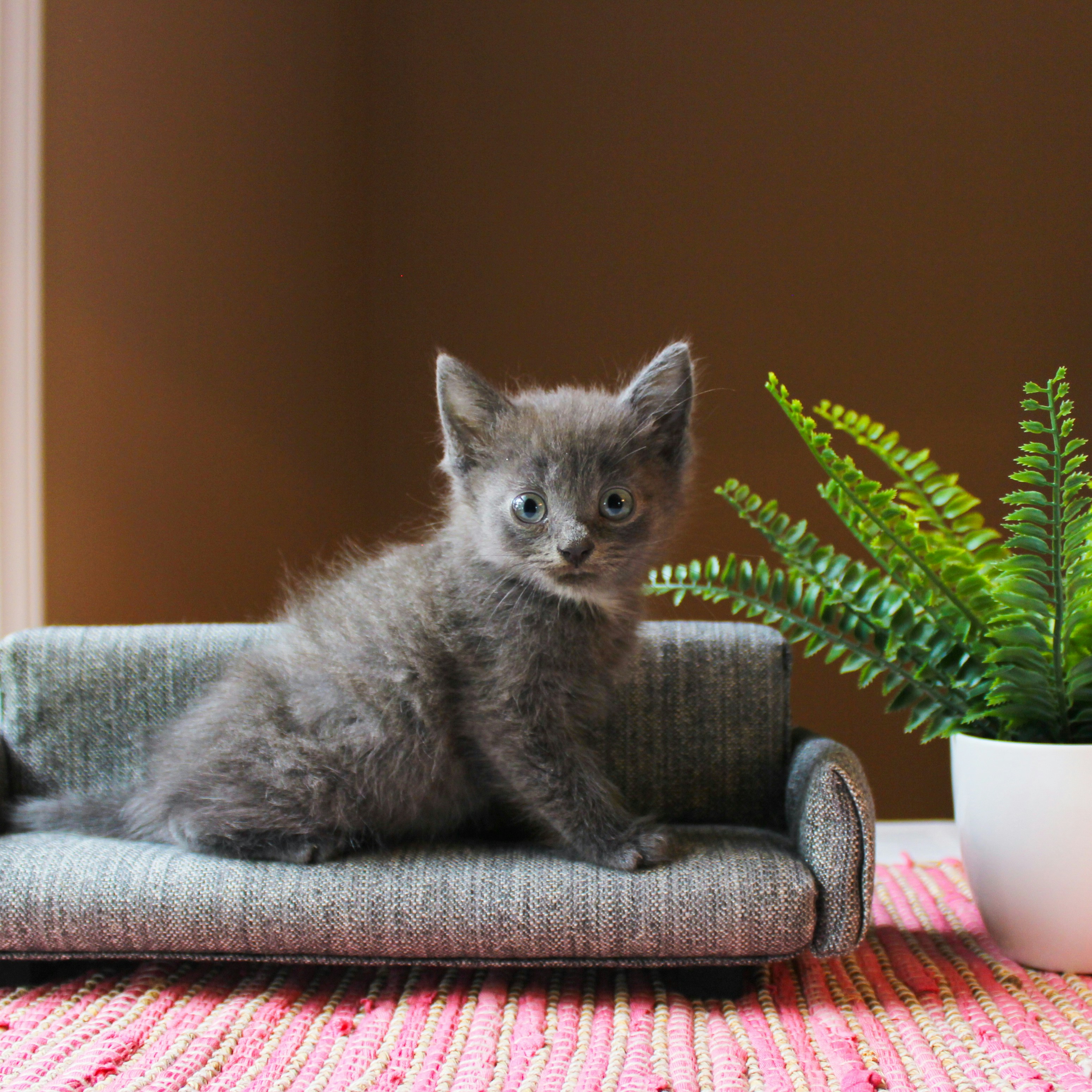 Photo by theluckyneko