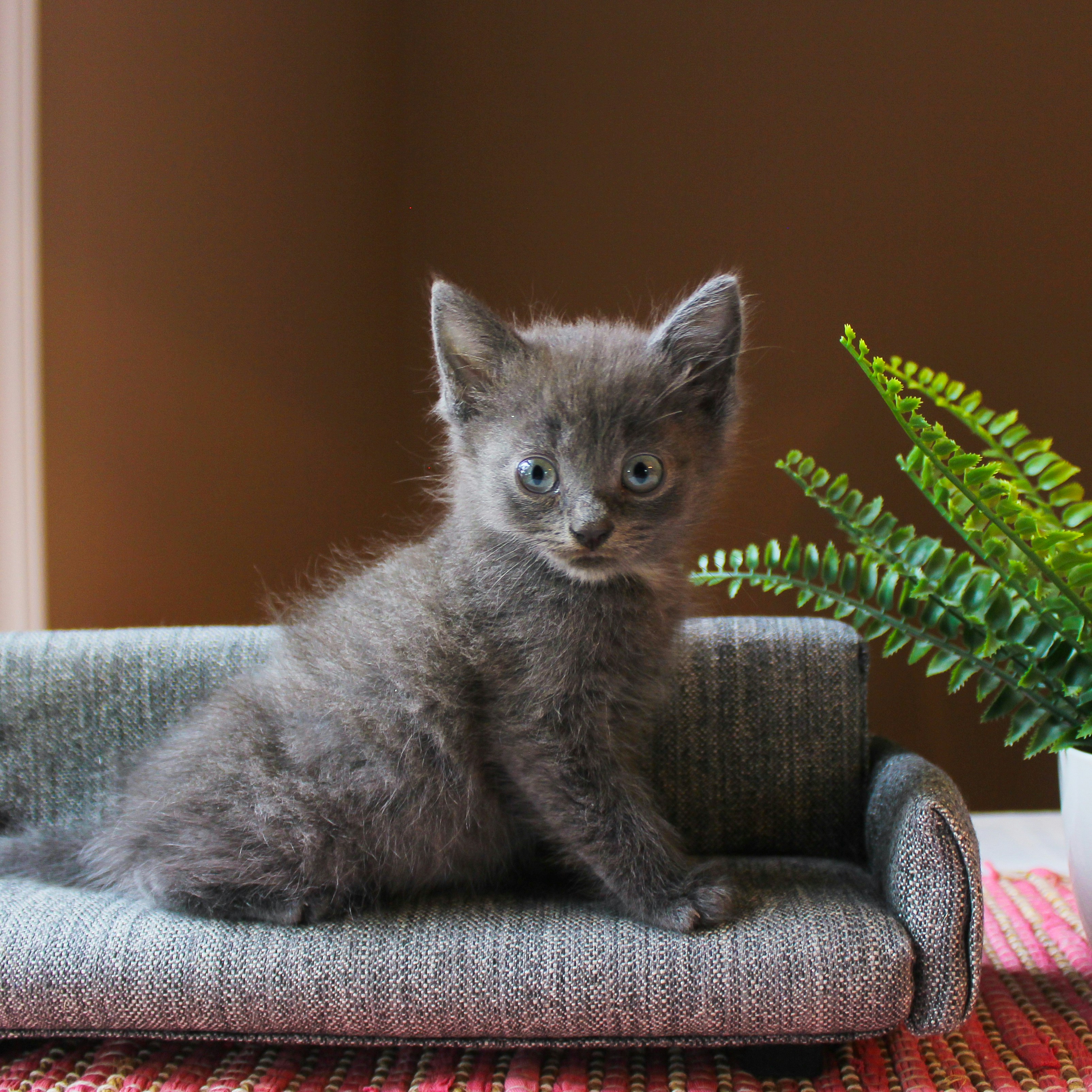 Photo by theluckyneko