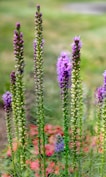 A bunch of flowers that are in the grass