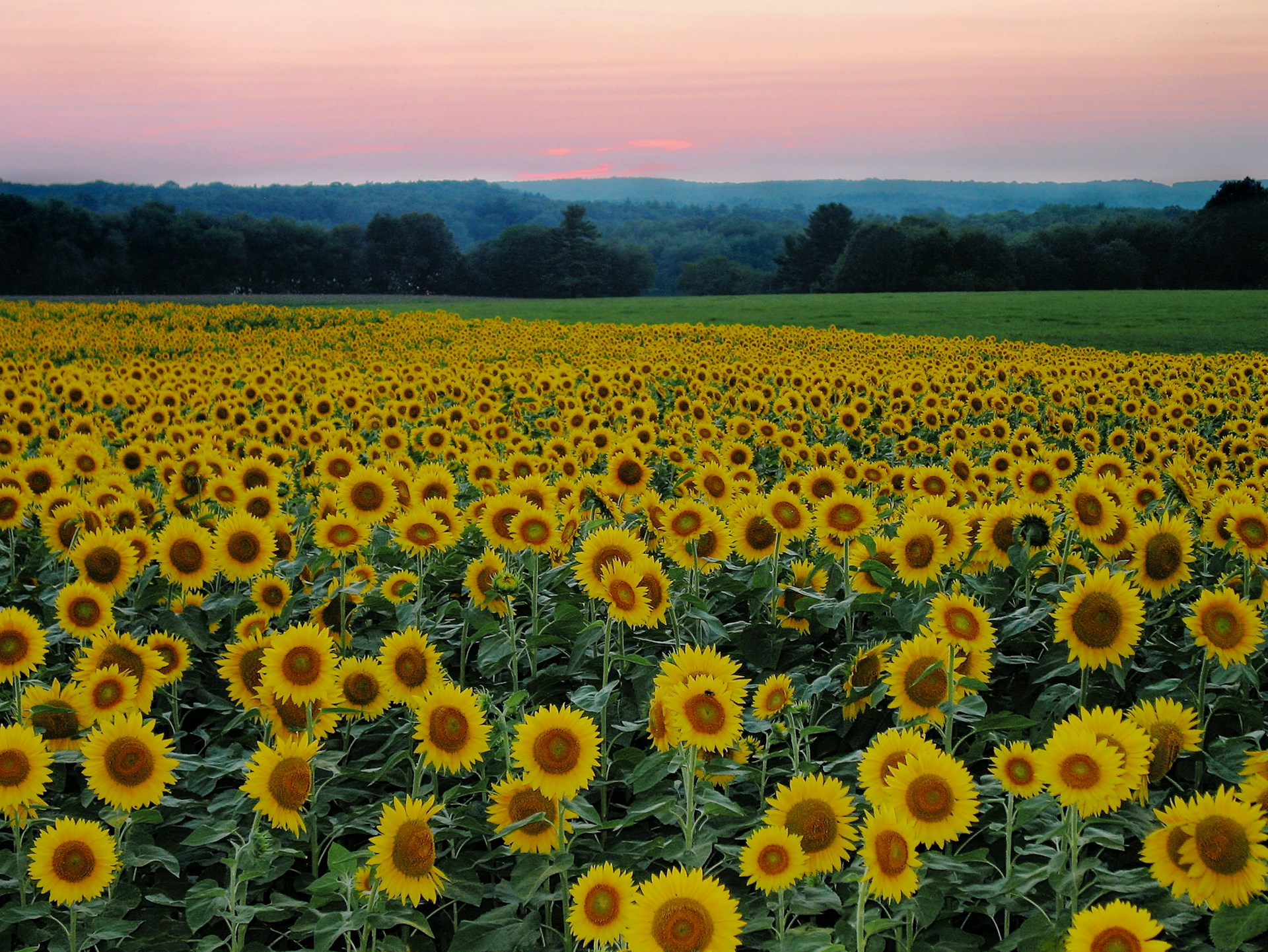 A large field of sunflowers with a sunset in the background
