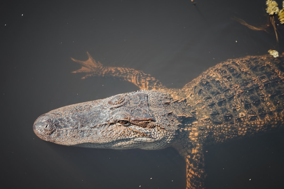 A large alligator floating in a body of water, an alligator swimming in the atchafalaya basin