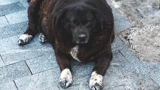 A large brown dog laying on top of a sidewalk