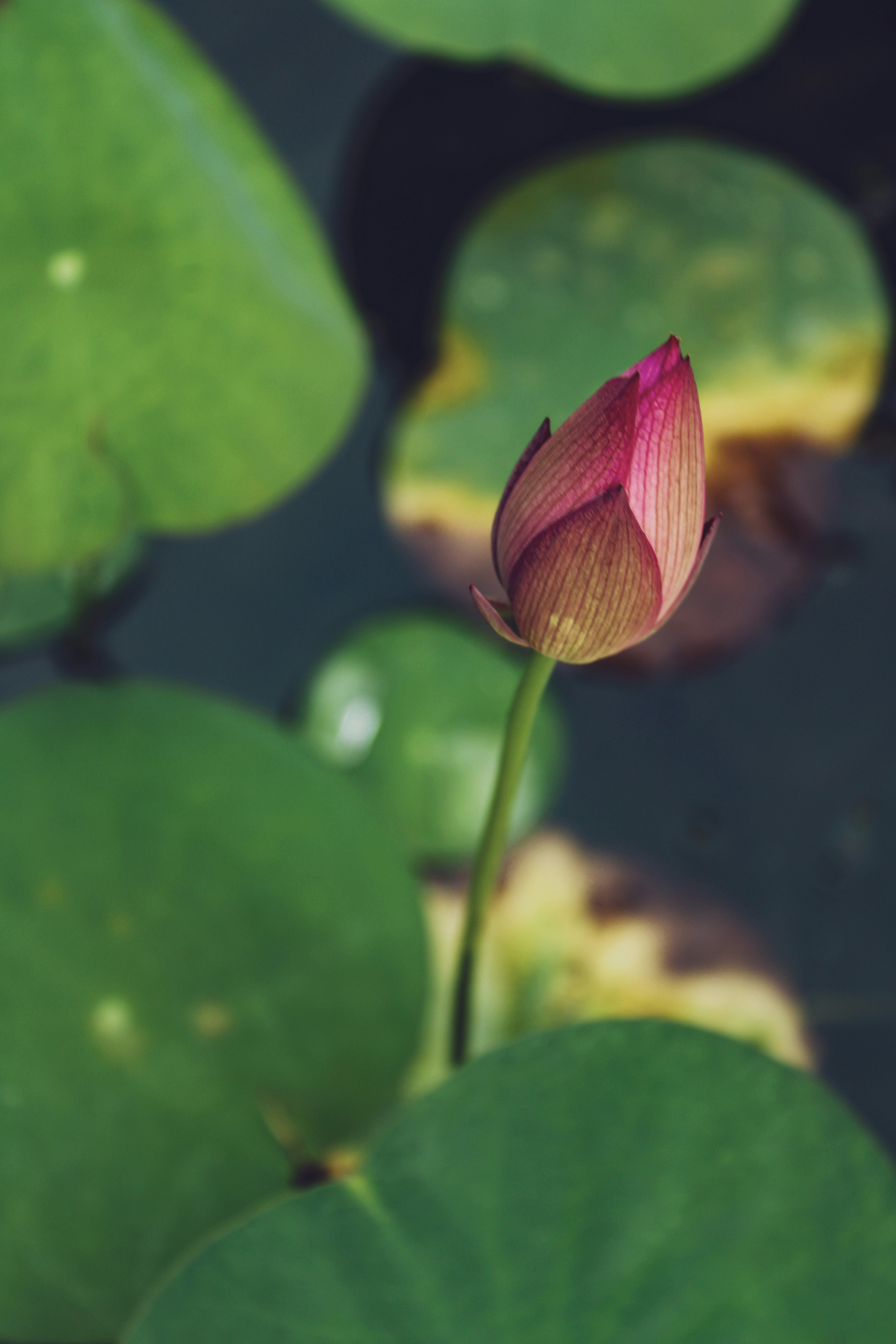 Photo by neelmoon1314