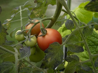 A close up of two tomatoes on a plant