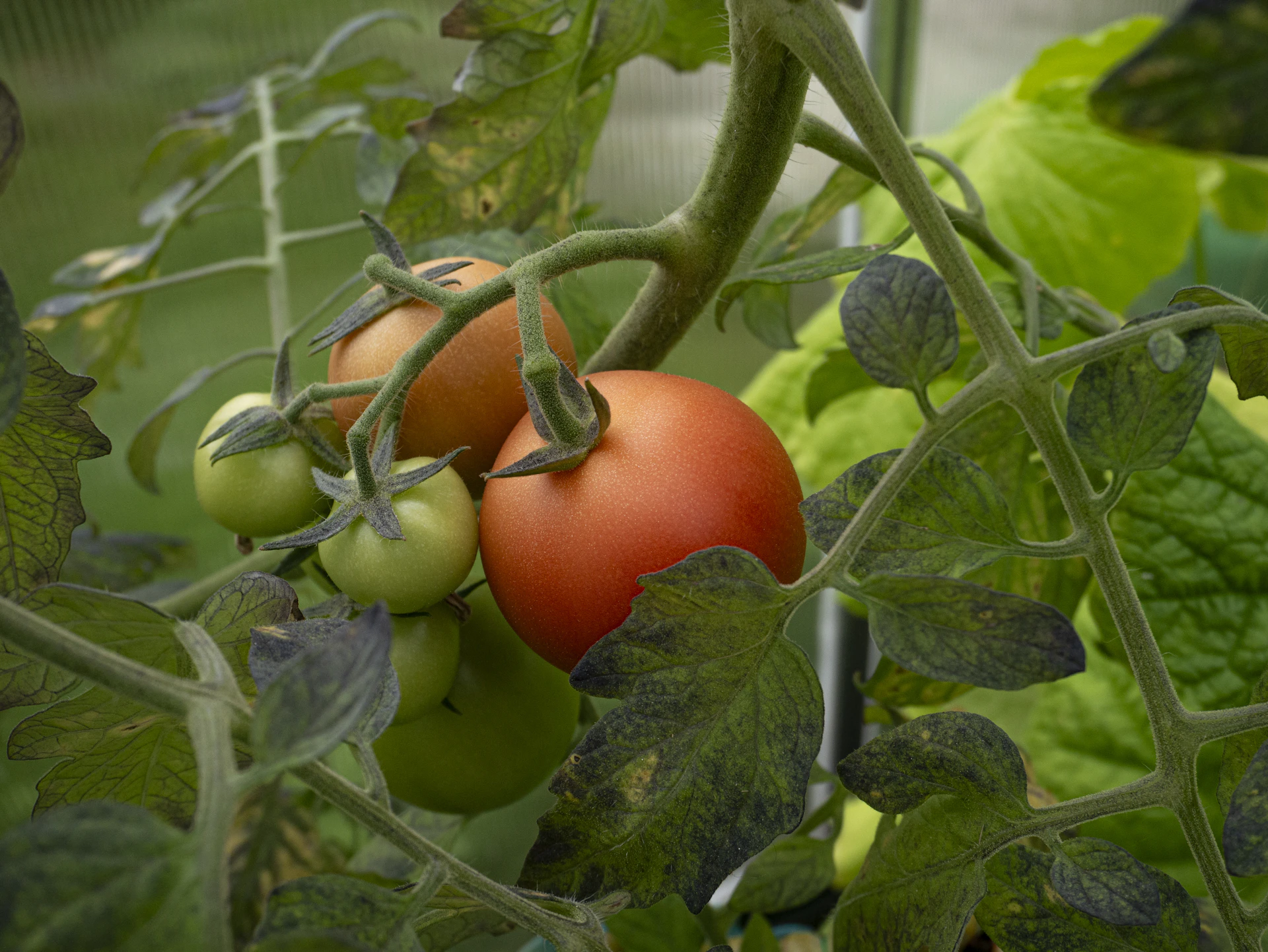A close up of two tomatoes on a plant