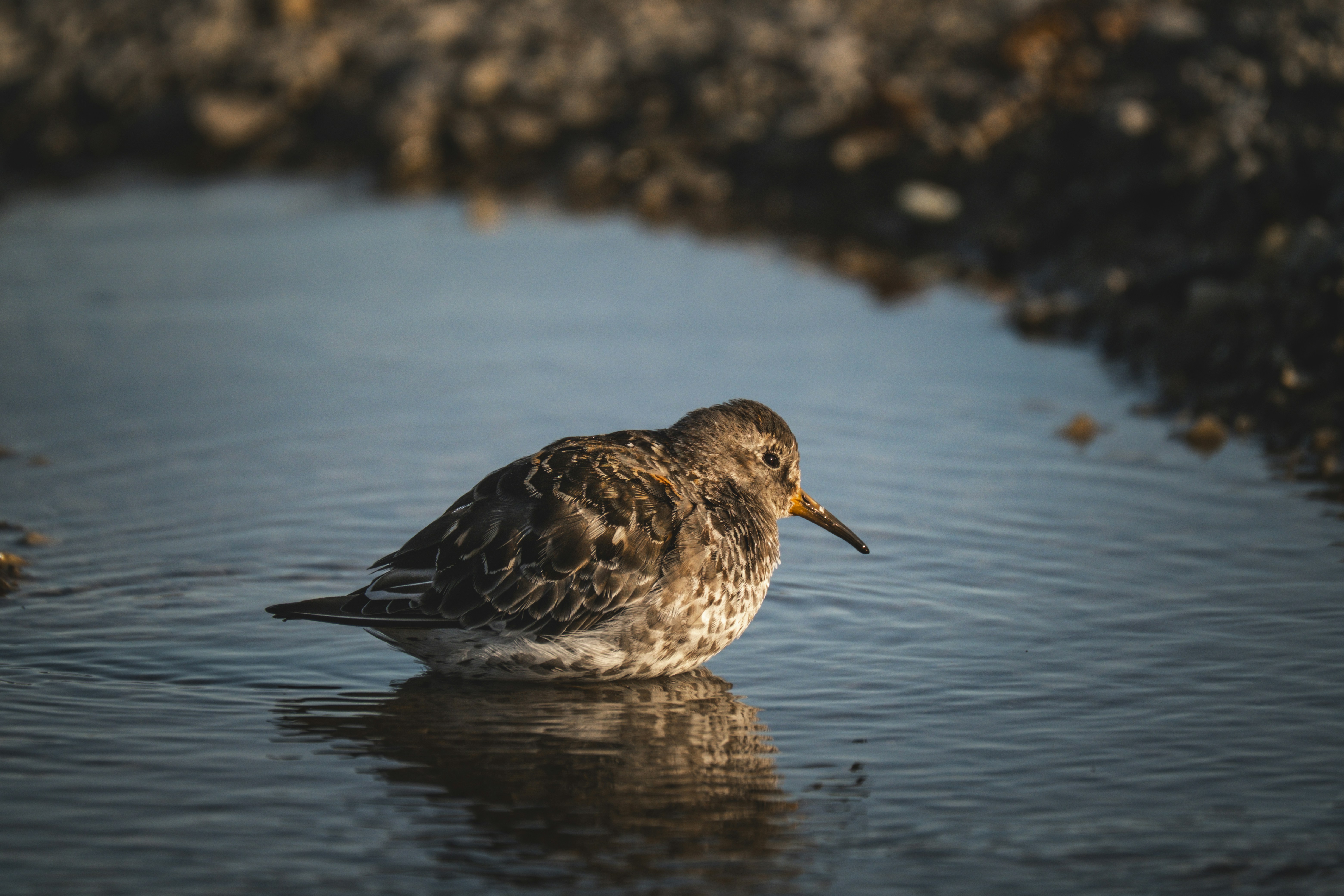 Photo by francesco_ungaro