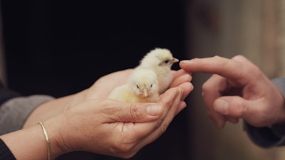A person holding a small chicken in their hands