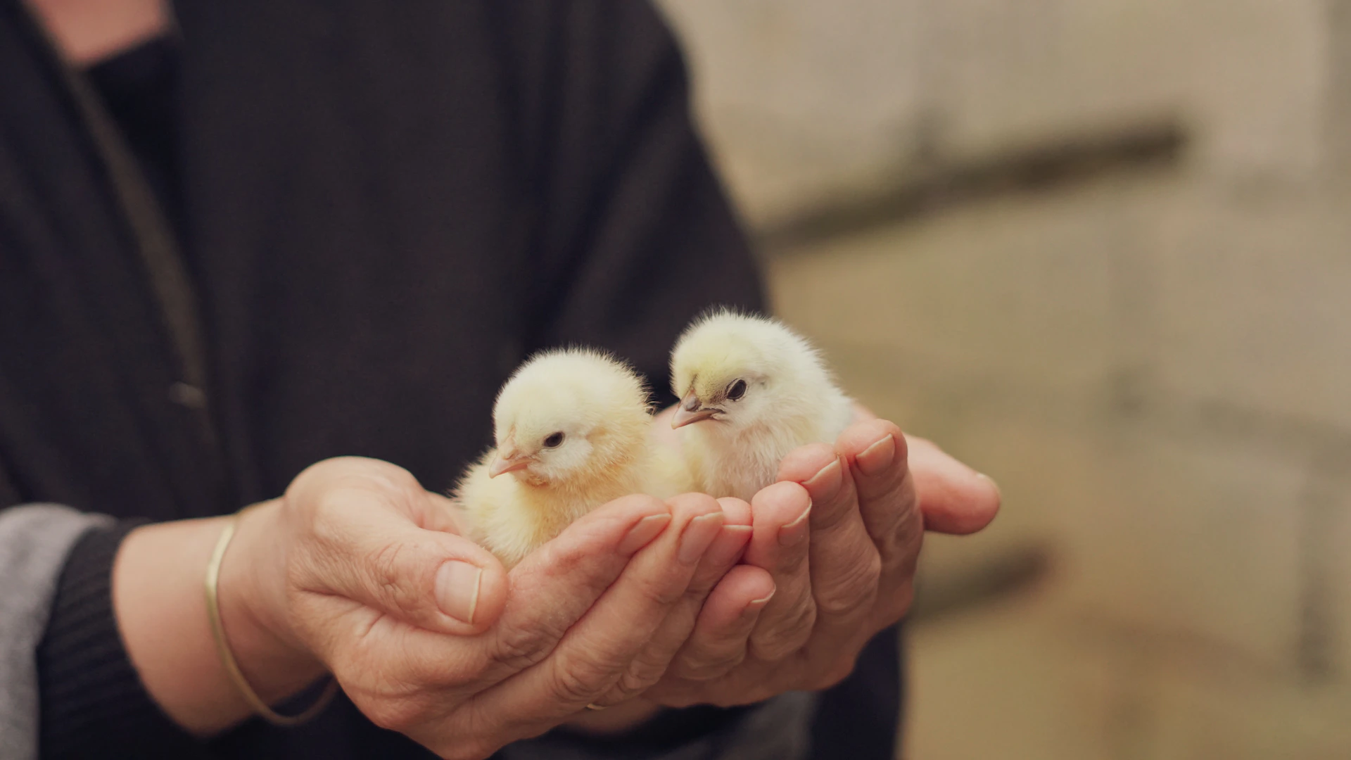 A person holding two small birds in their hands