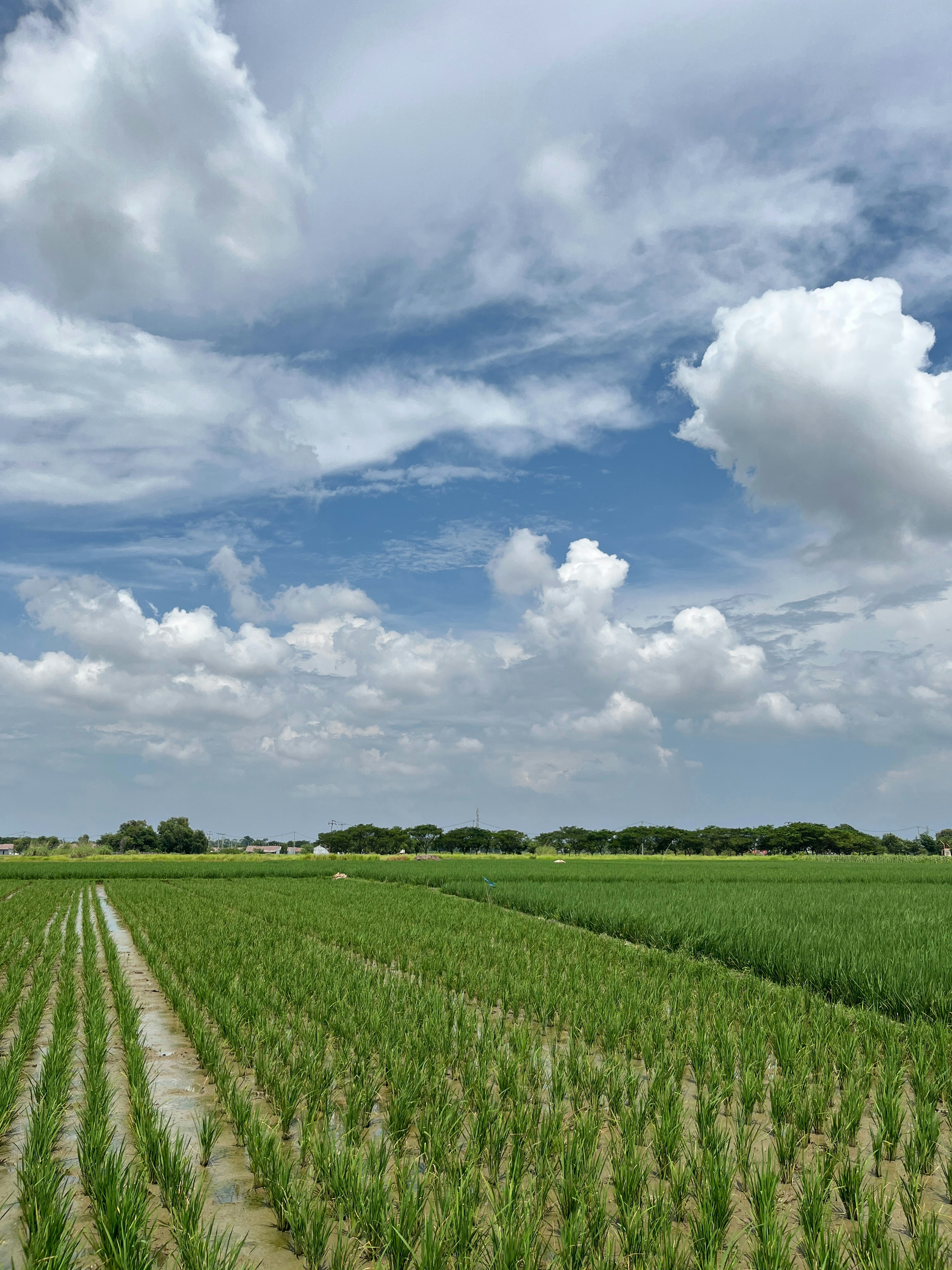 A large field of crops under a cloudy blue sky