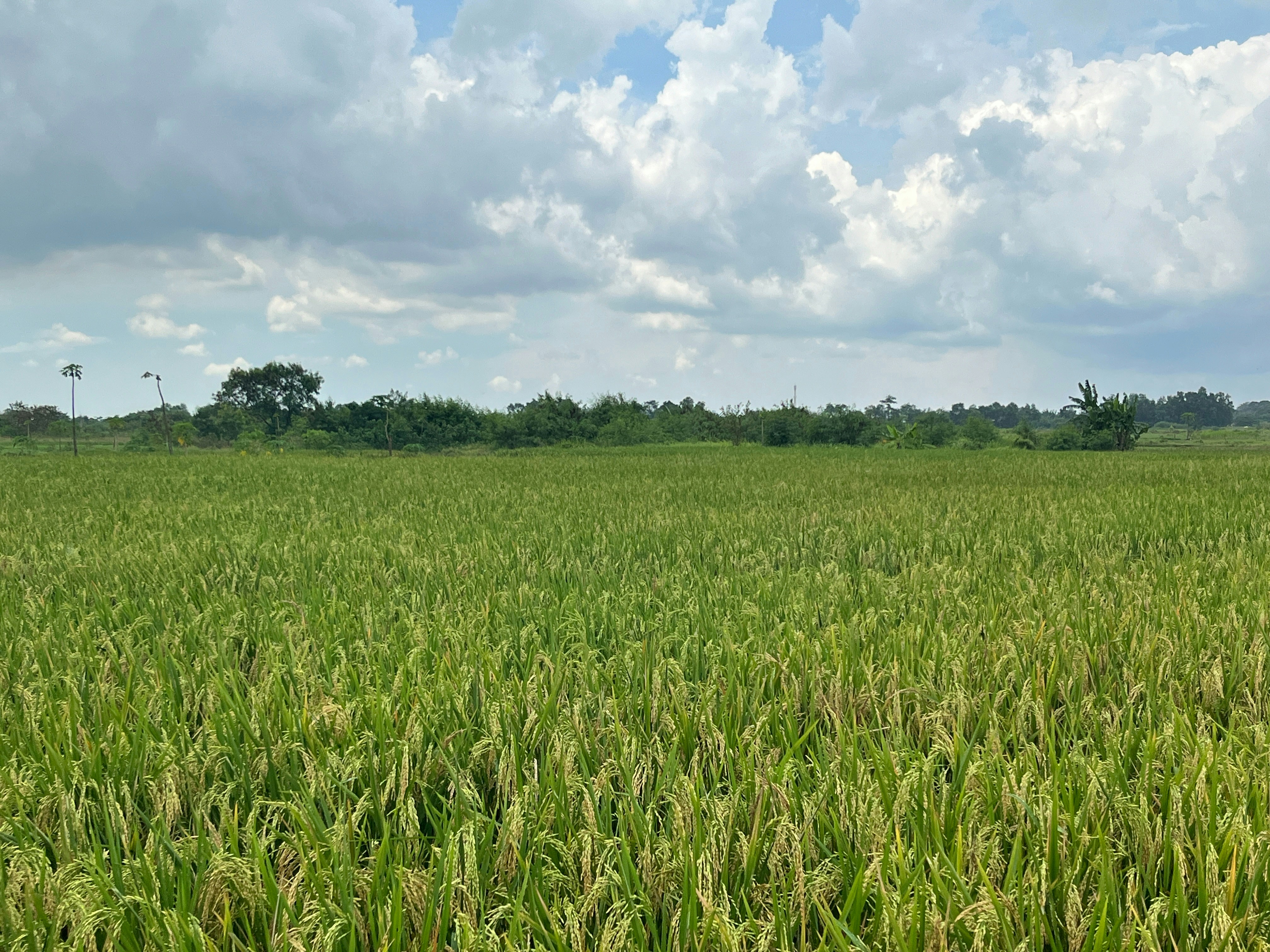 Premium Indian Agri-Commodities