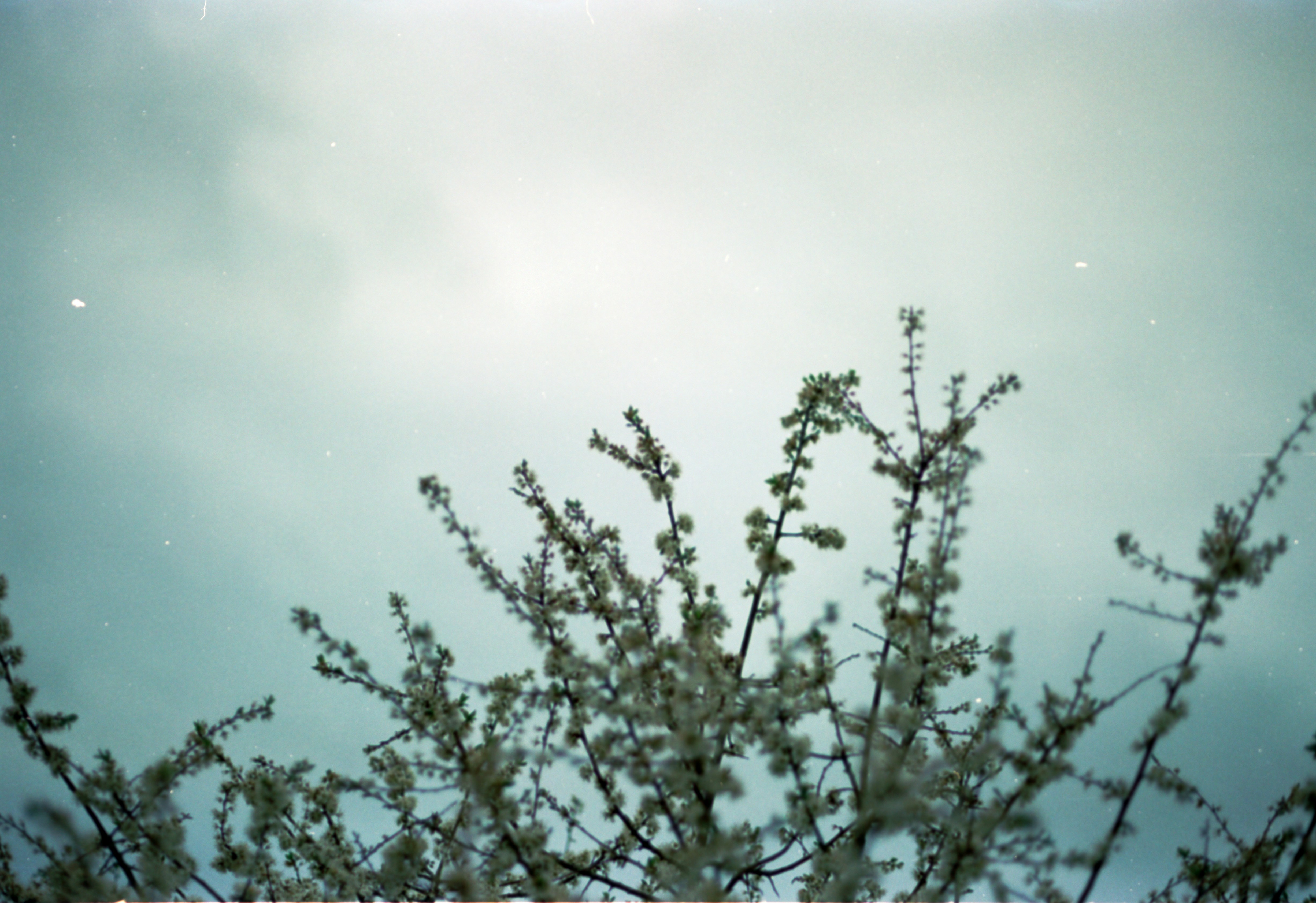 A blurry photo of a tree with a sky background