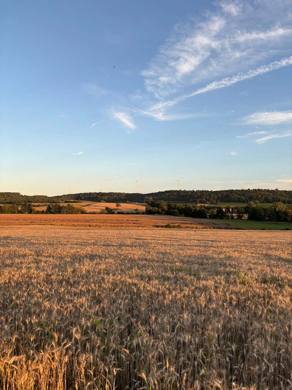 Vast golden wheat field stretches into distance under clear blue sky with wispy clouds