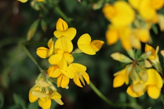 A bunch of yellow flowers that are blooming