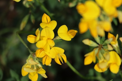 A bunch of yellow flowers that are blooming