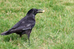A black bird standing on top of a lush green field