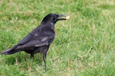 A black bird standing on top of a lush green field