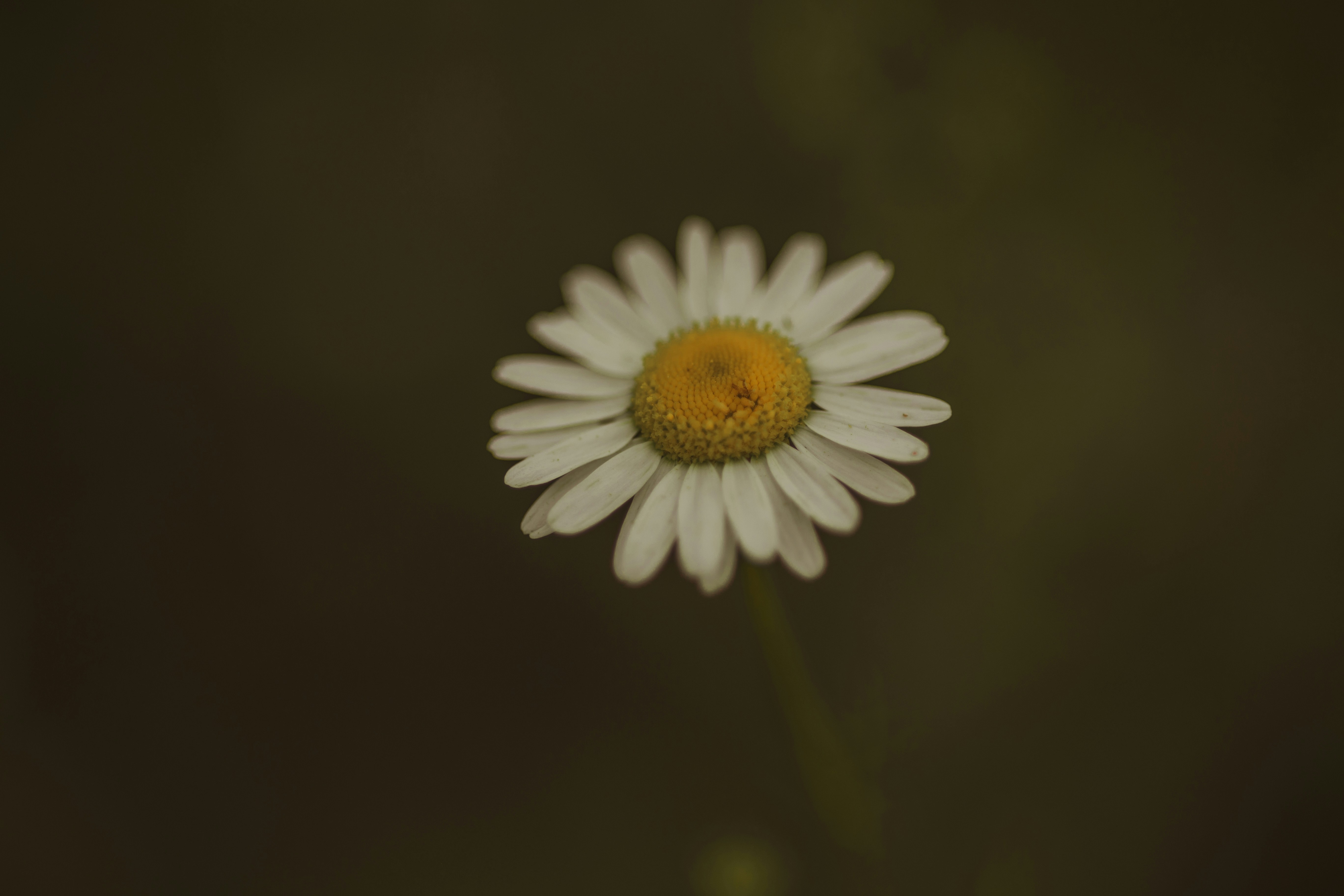 Photo by elisamoldovan