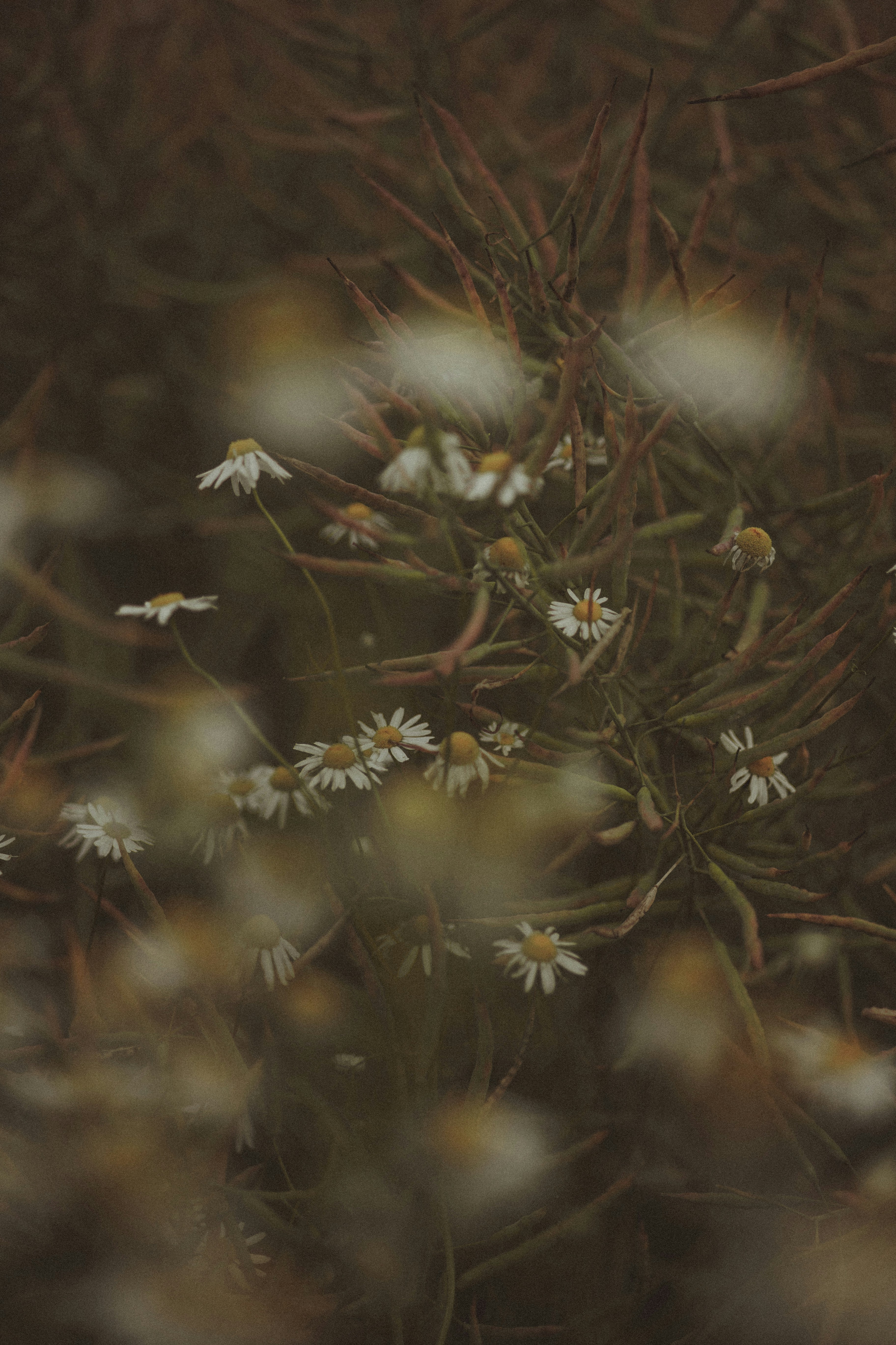 Photo by elisamoldovan