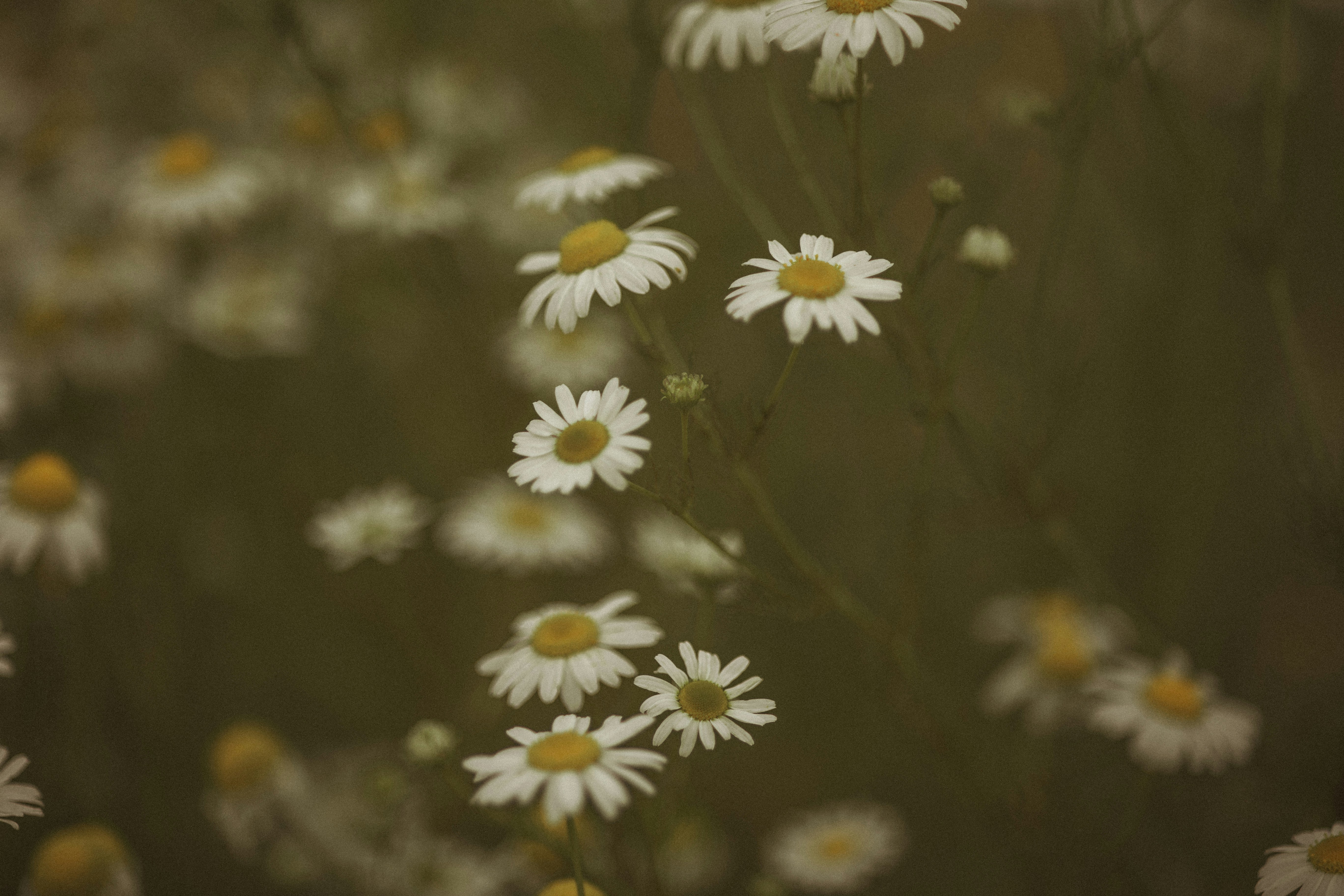 Photo by elisamoldovan