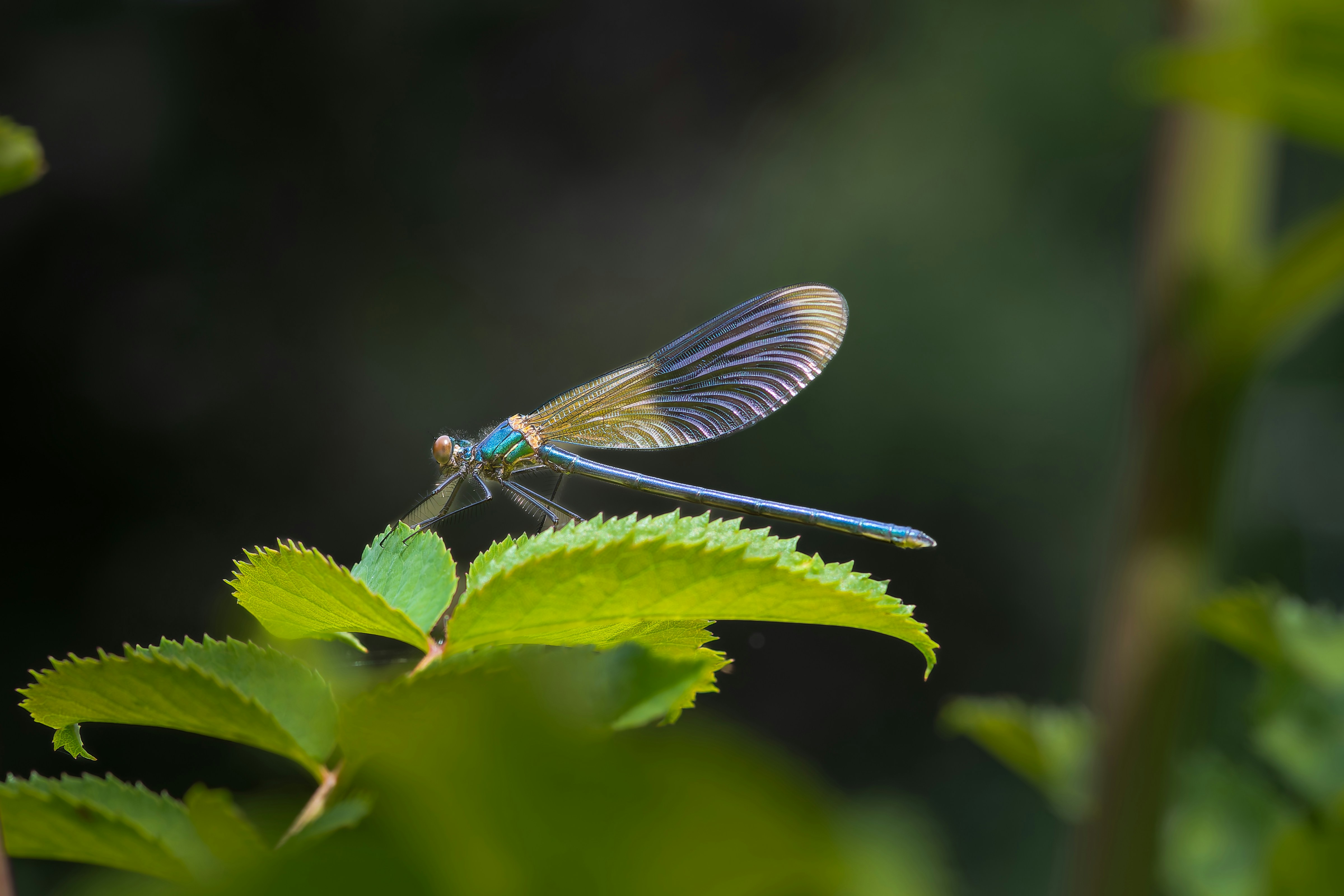 A blue and yellow dragonfly sitting on top of a leaf