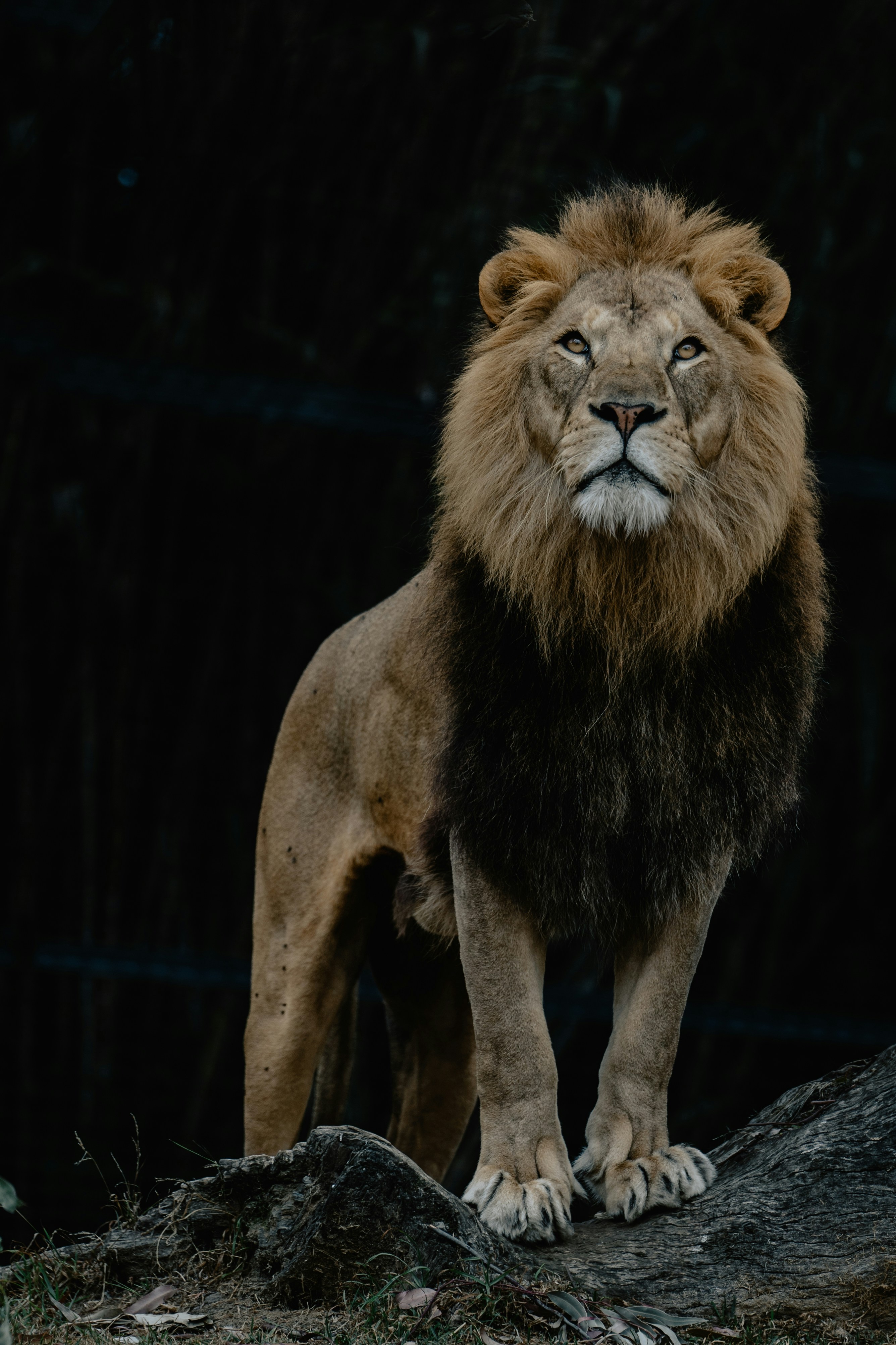 Adrenaline and Instinct Alignment (image credits: unsplash)