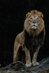 A lion standing on top of a rock