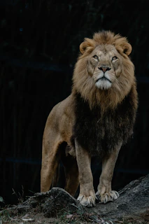 A lion standing on top of a rock