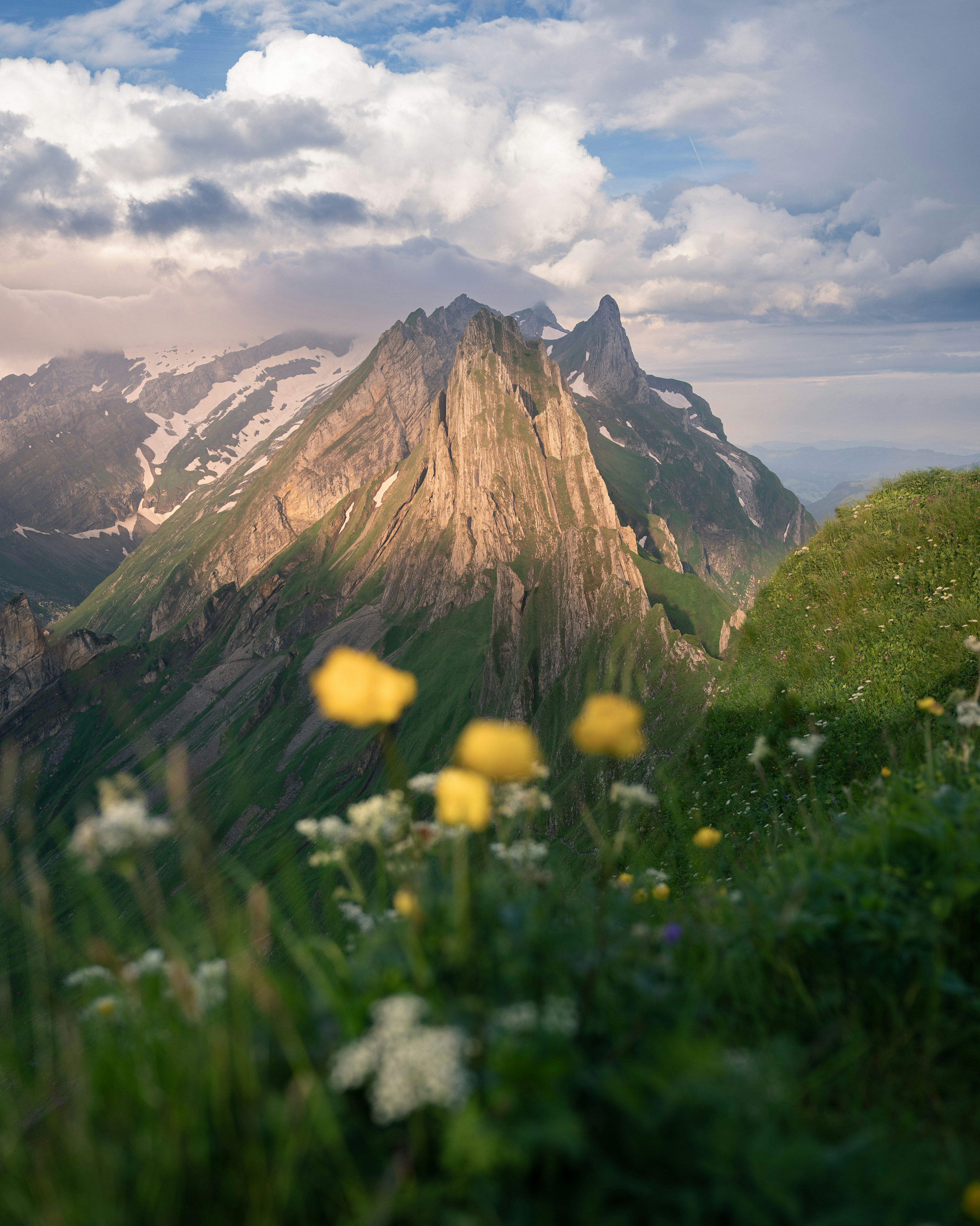 A view of a mountain range with wildflowers in the foreground