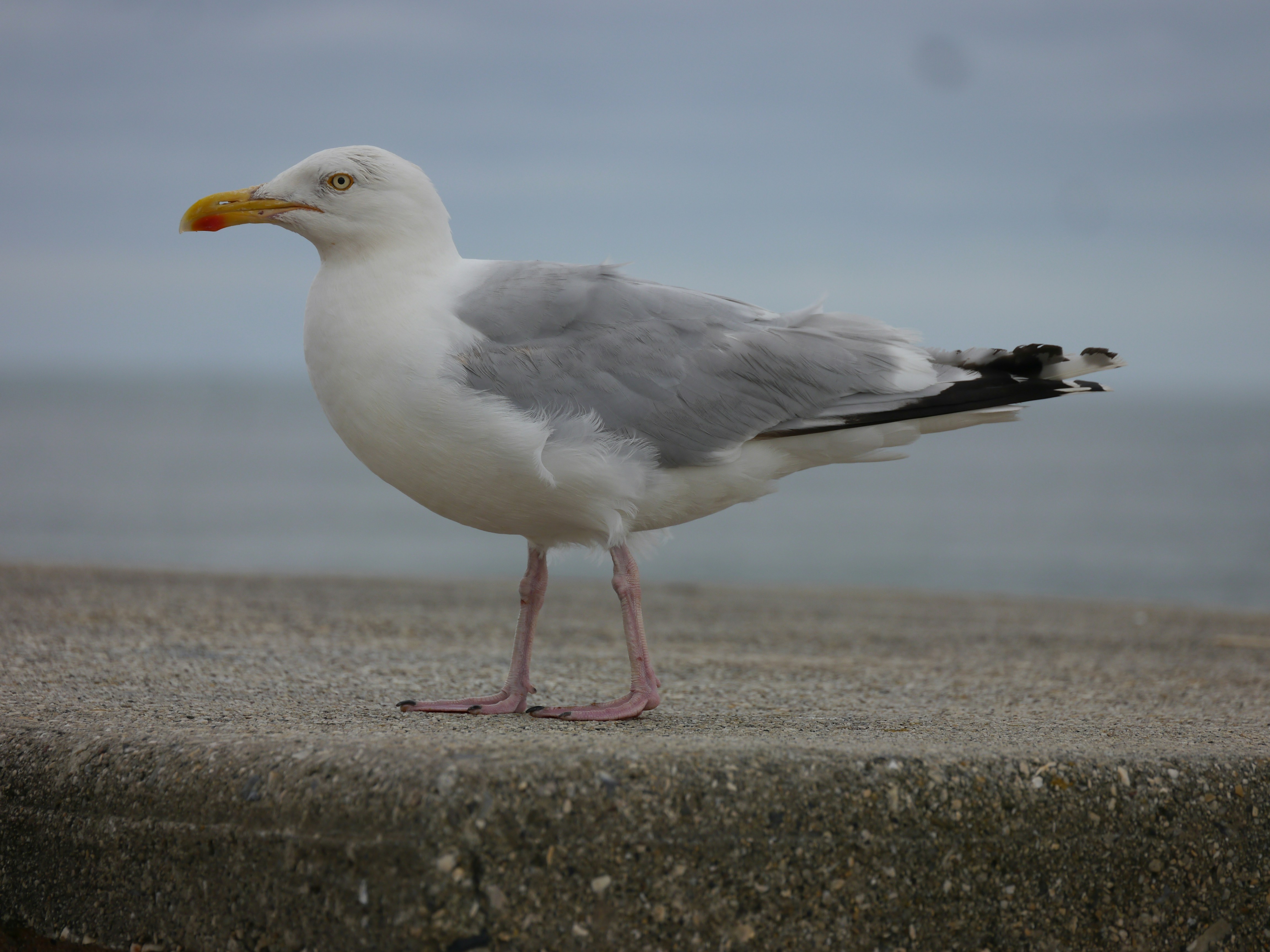 Photo by iqsphotography