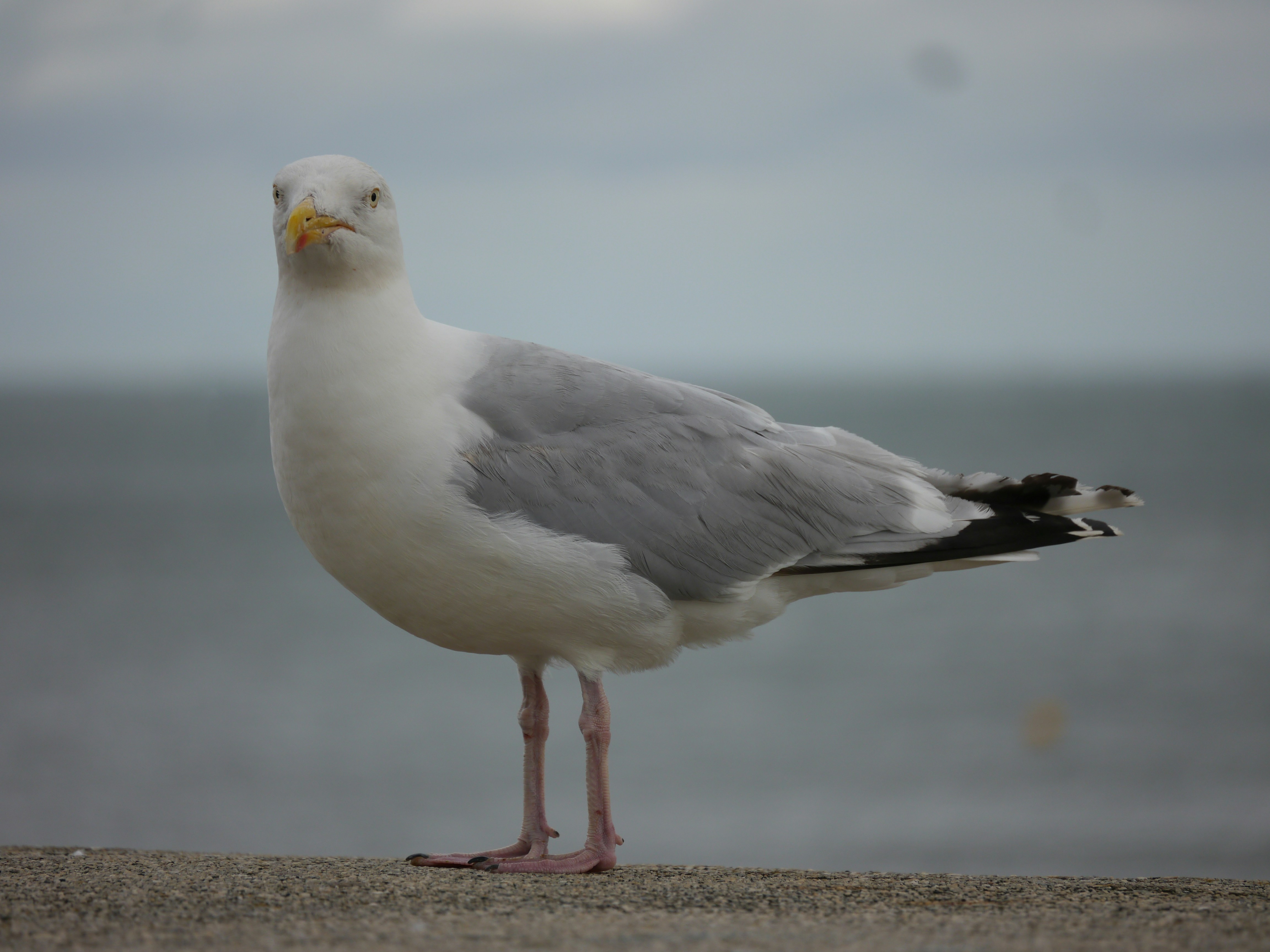 Photo by iqsphotography